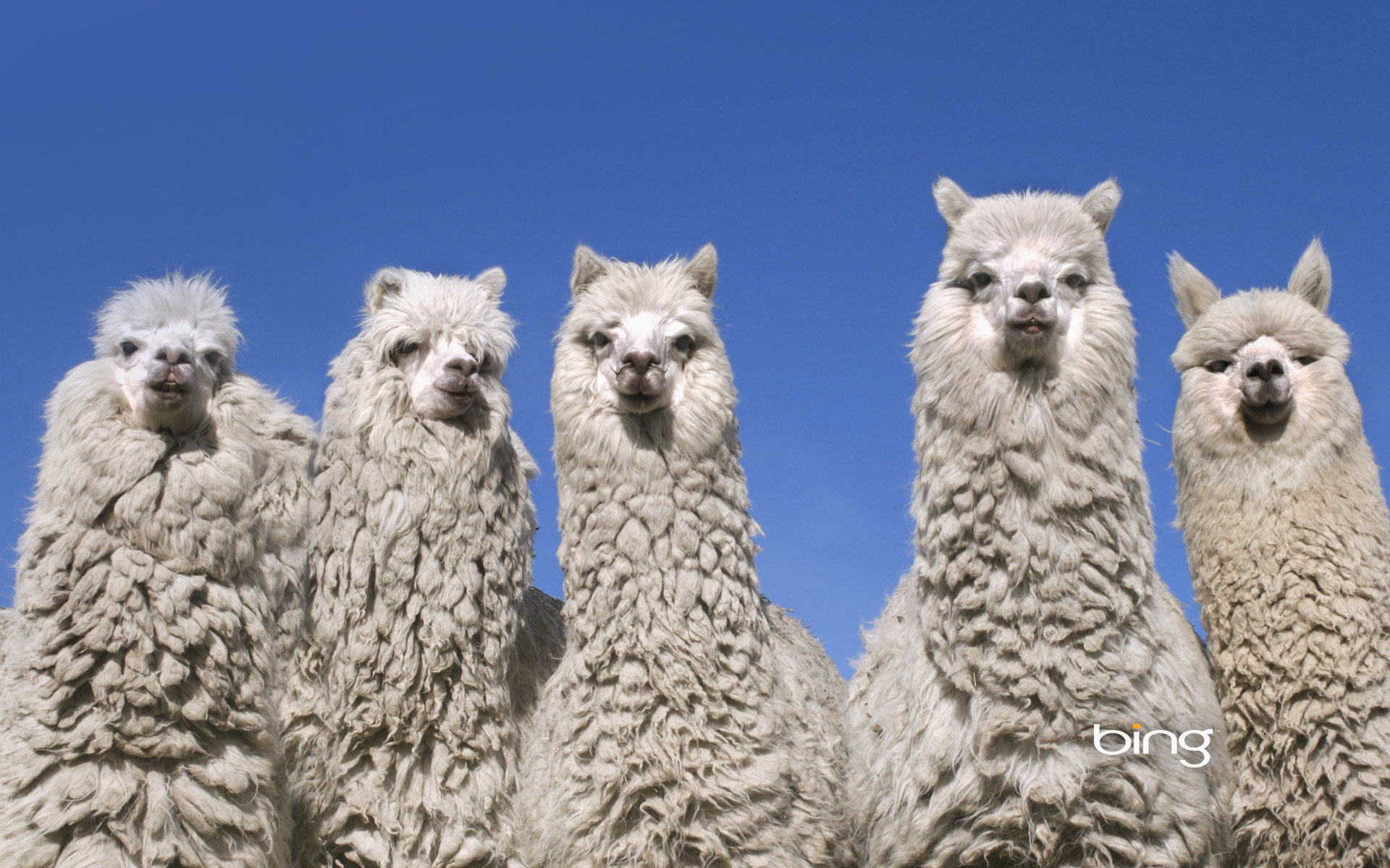 Animali antropomorfi vestiti, lama incluso, 1920x1080 Full HD, PC Desktop