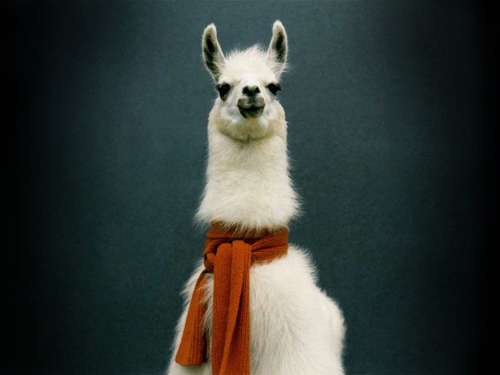 Gruppo di alpaca bianchi, 1920x1200 Full HD+, Laptop