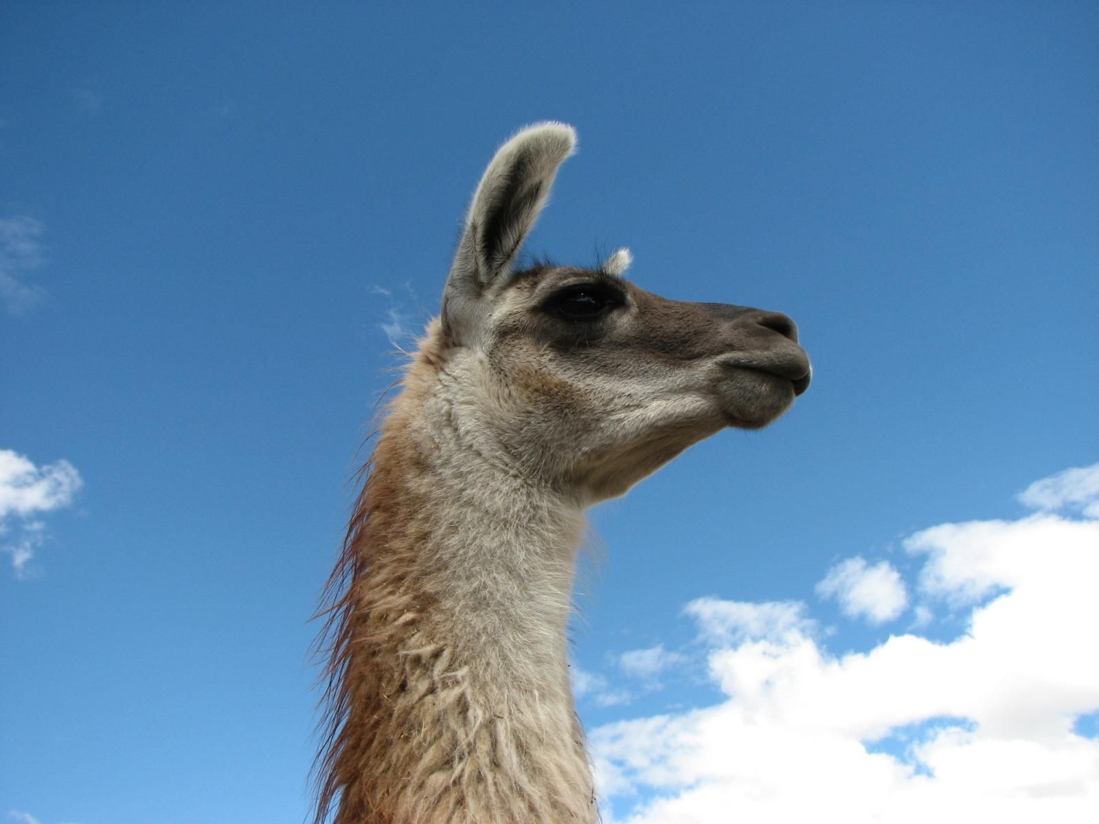 Lama bianco e marrone, 1080x810 HD, Desktop
