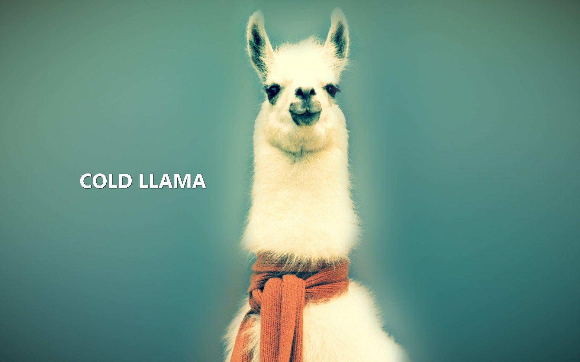 Lama bianchi pattern turchese, 2800x1880 WQXGA, Desktop