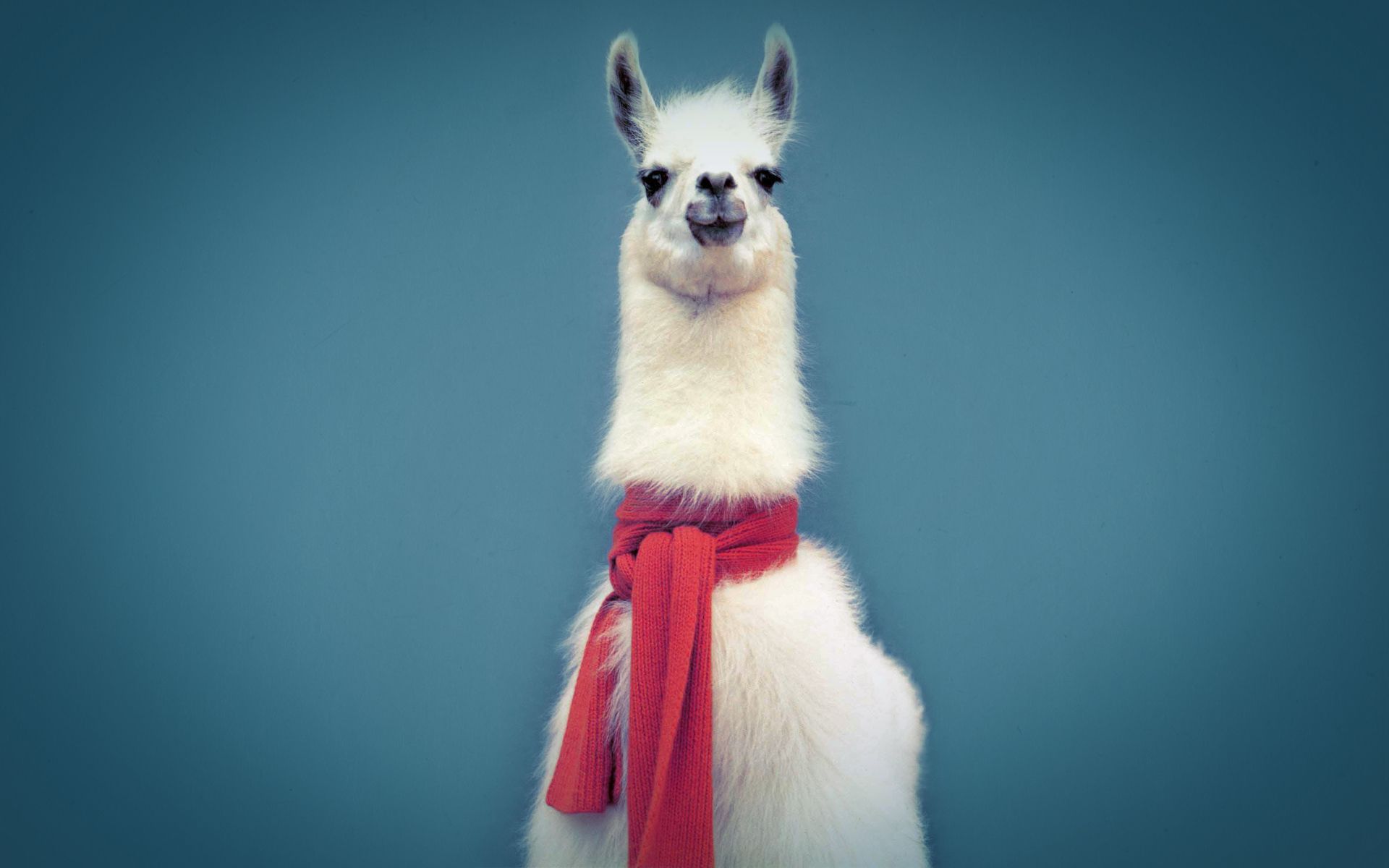 Lama bianco con sciarpa, 1920x1200 WUXGA, Laptop