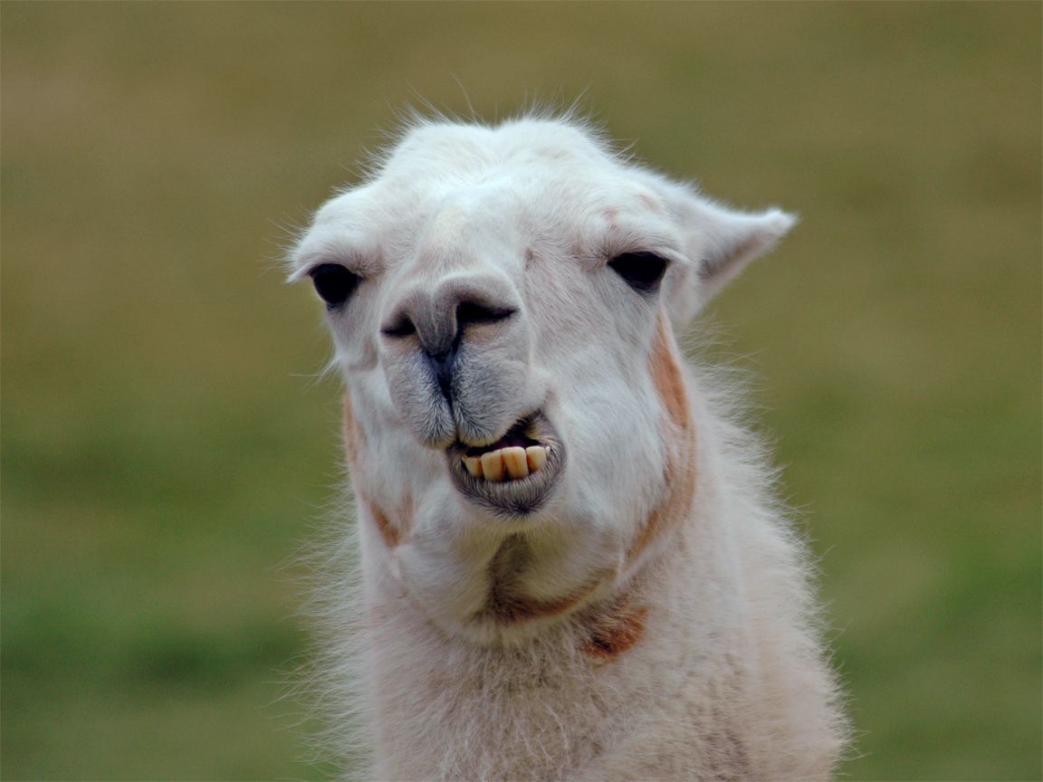 Lama 3D sdraiato blu, 1024x768 HD, PC