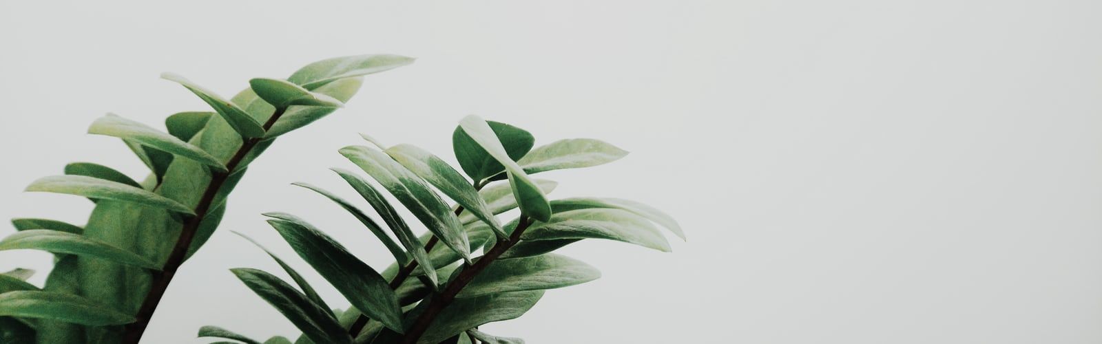 Foglie di felce verde, 1600x500 Ultrawide, Laptop