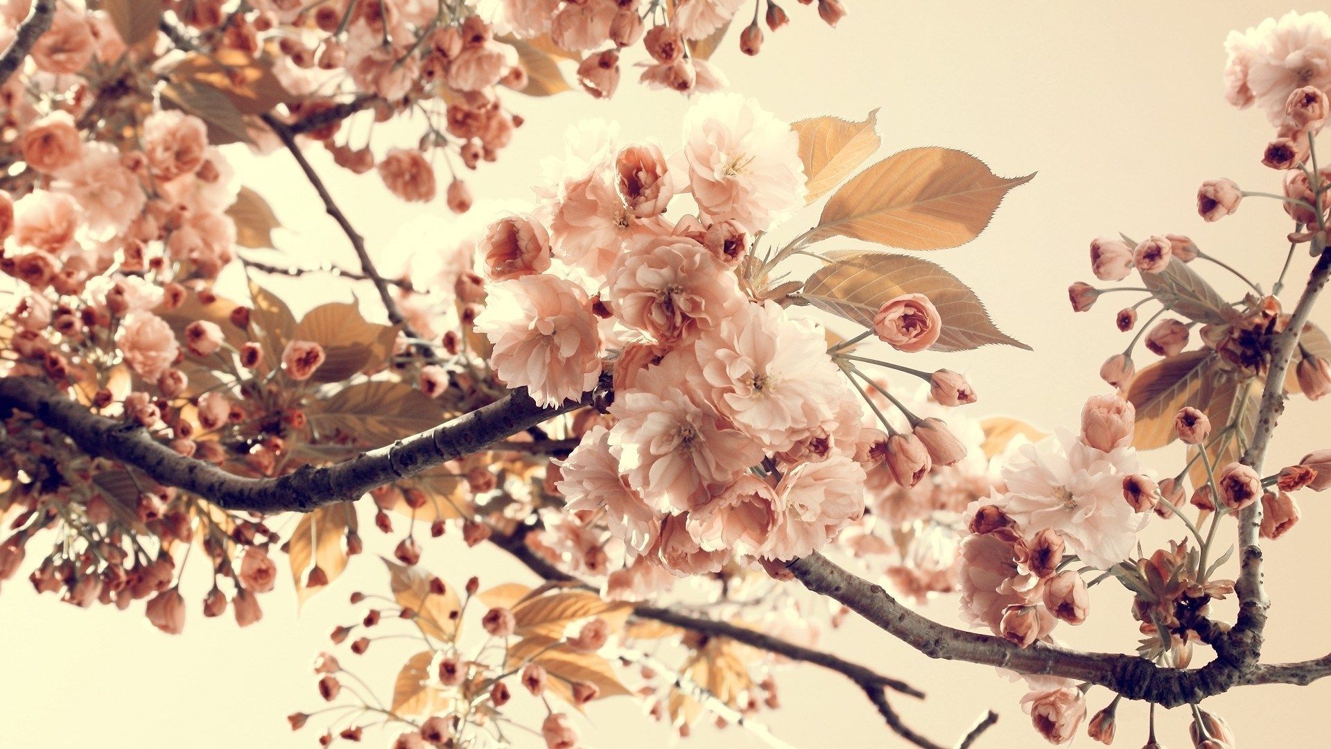 Fiori di ciliegio vintage rosa, 1920x1080 Full HD, MacBook Pro