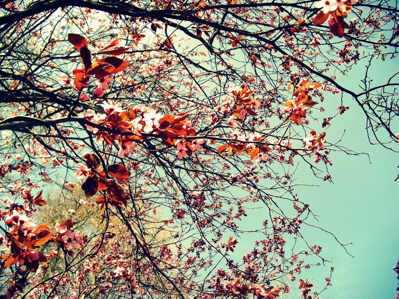 Fiori di ciliegio vintage, 1280x960 720p, Ultrabook