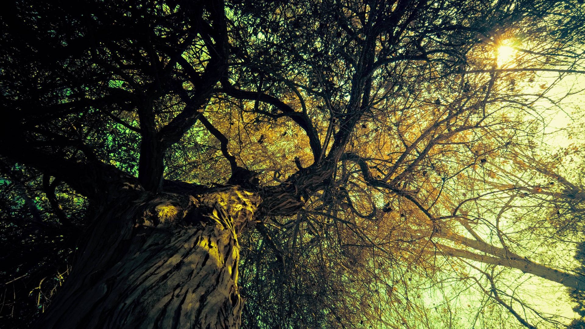 Albero con luce lampione, 1920x1080 Full HD 1080p, Laptop