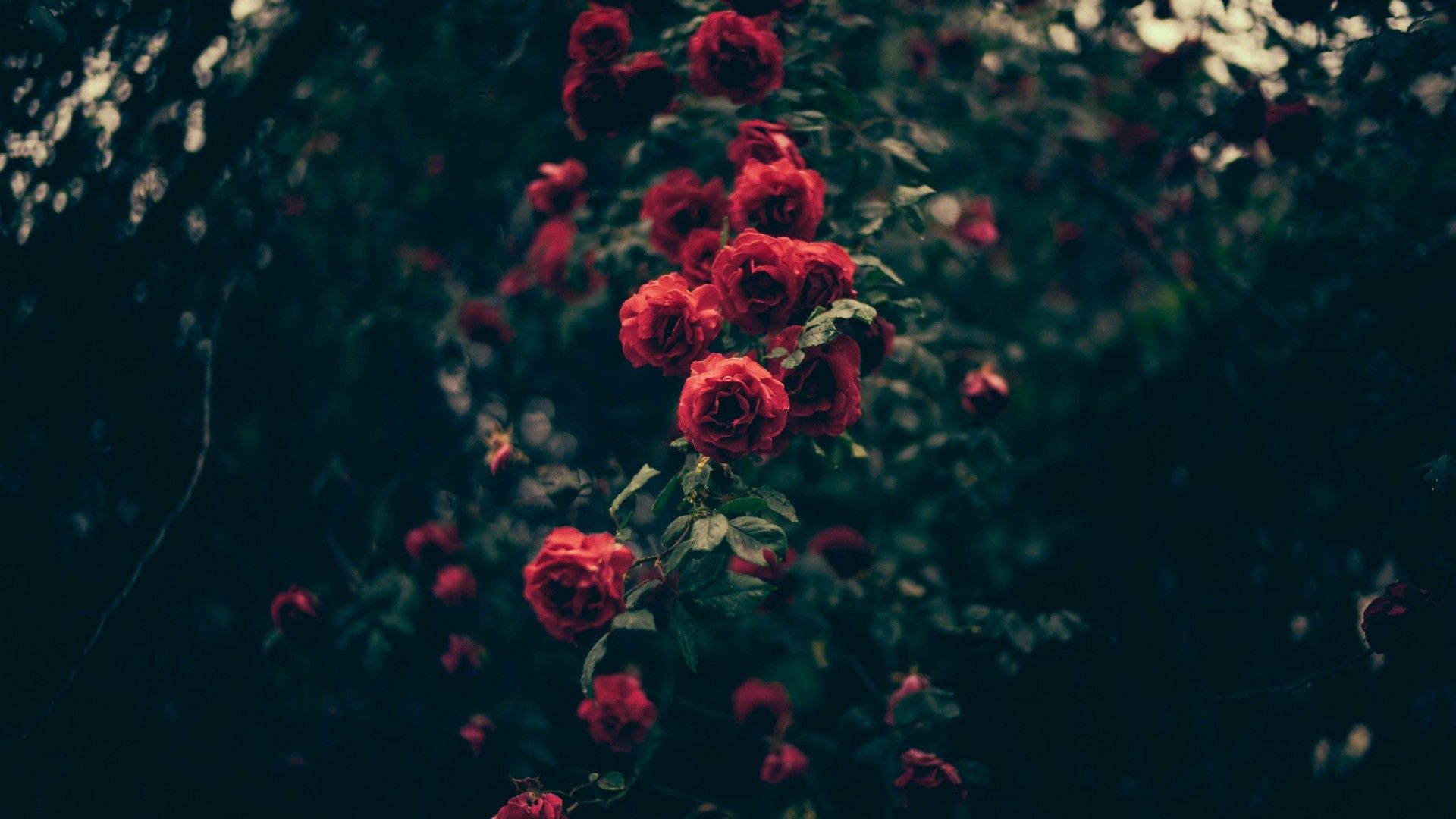 Rose rosse vintage scuro, 1920x1080 1080p, MacBook Pro