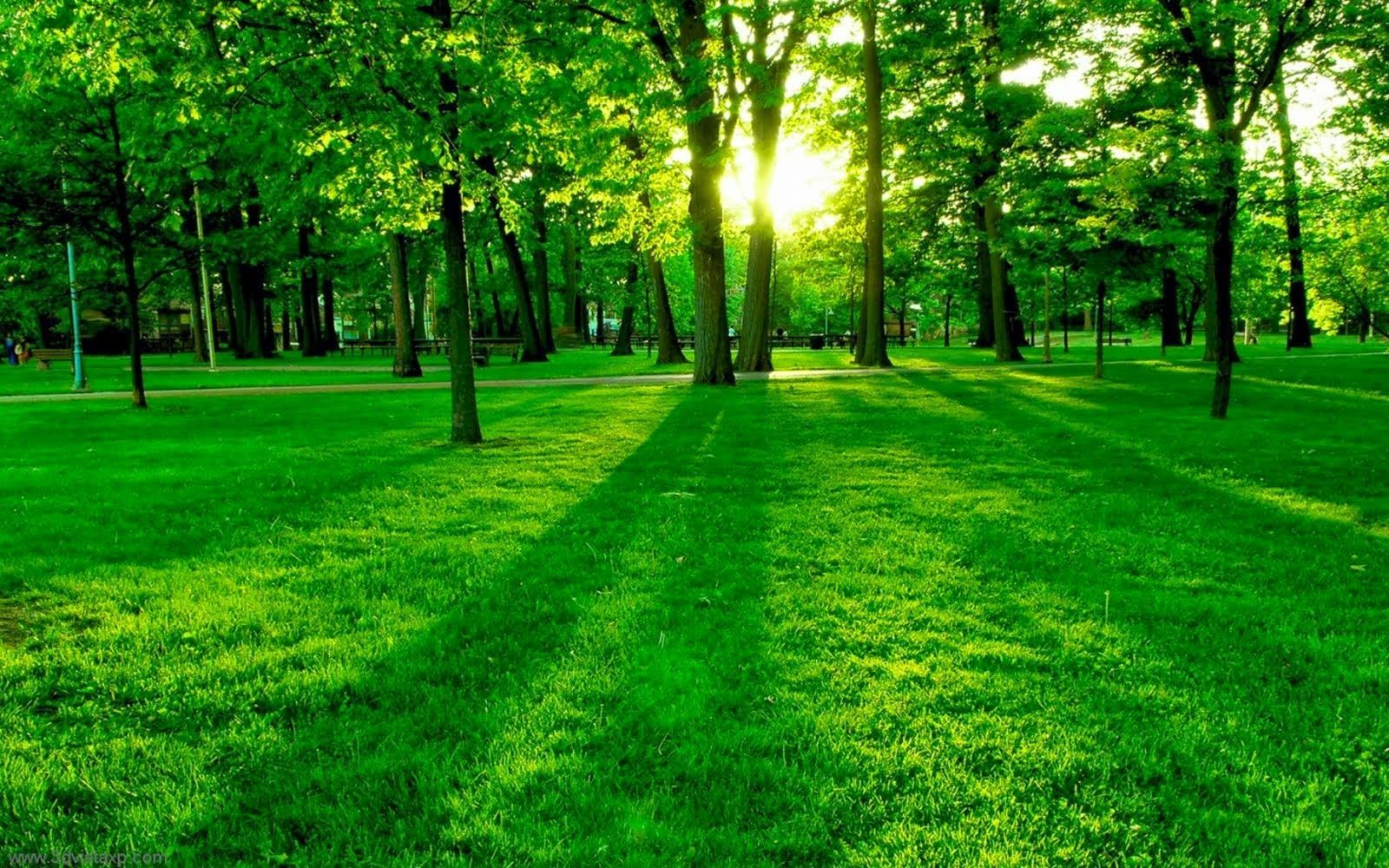 Parco verde con sole, 1600x1000 900p, Laptop