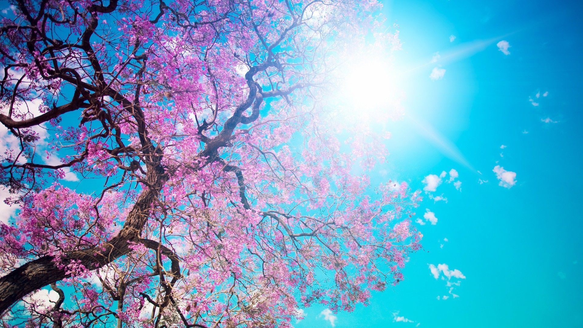 Albero di sakura fiorito, 1920x1080 Full HD 1080p, Ultrabook