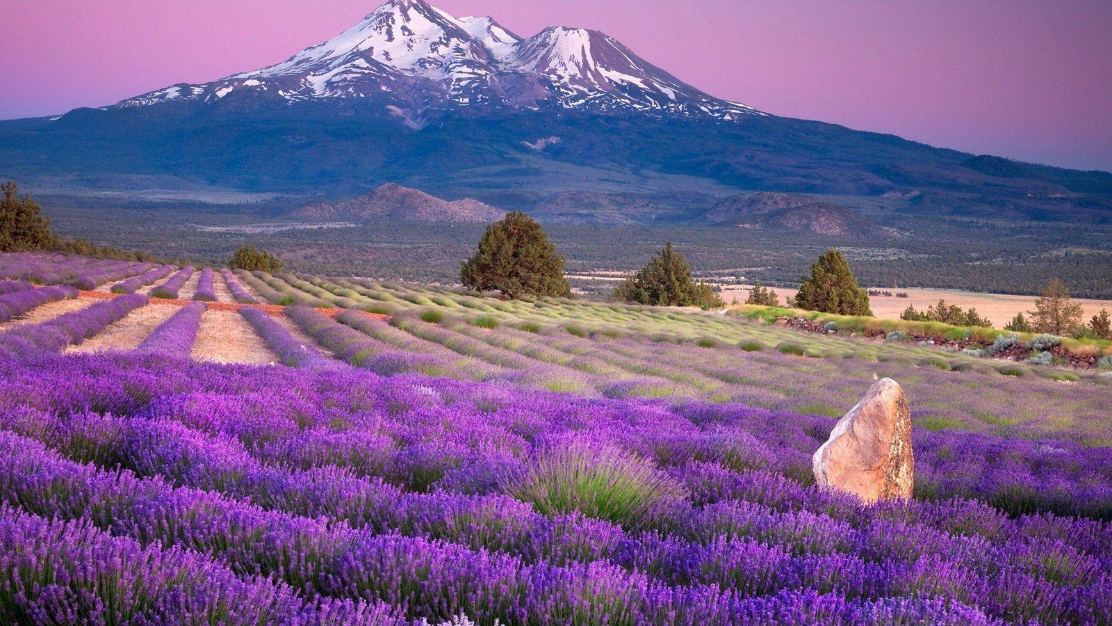 Campo di lavanda con montagna, 1600x900 HD, Acer Nitro