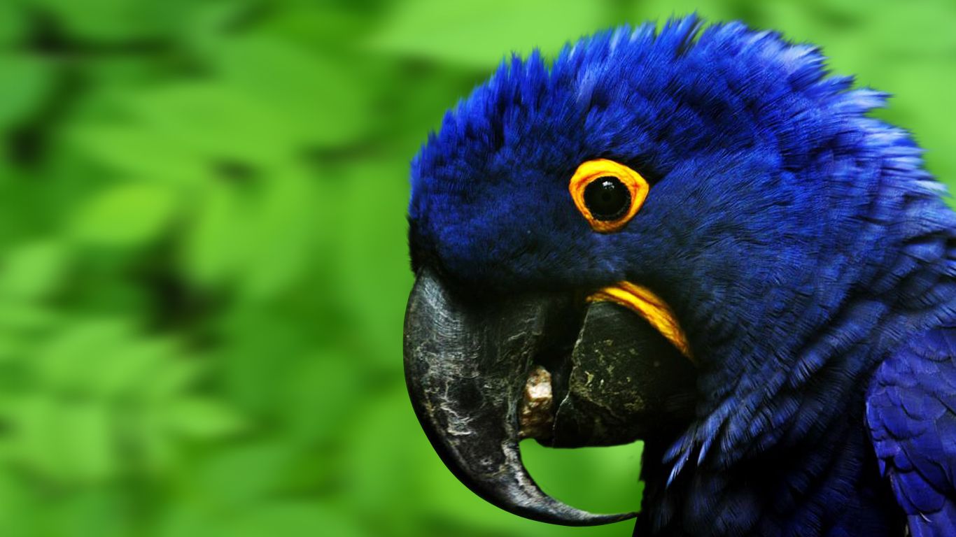 Pappagallo blu su verde, 1366x768 HD, Laptop