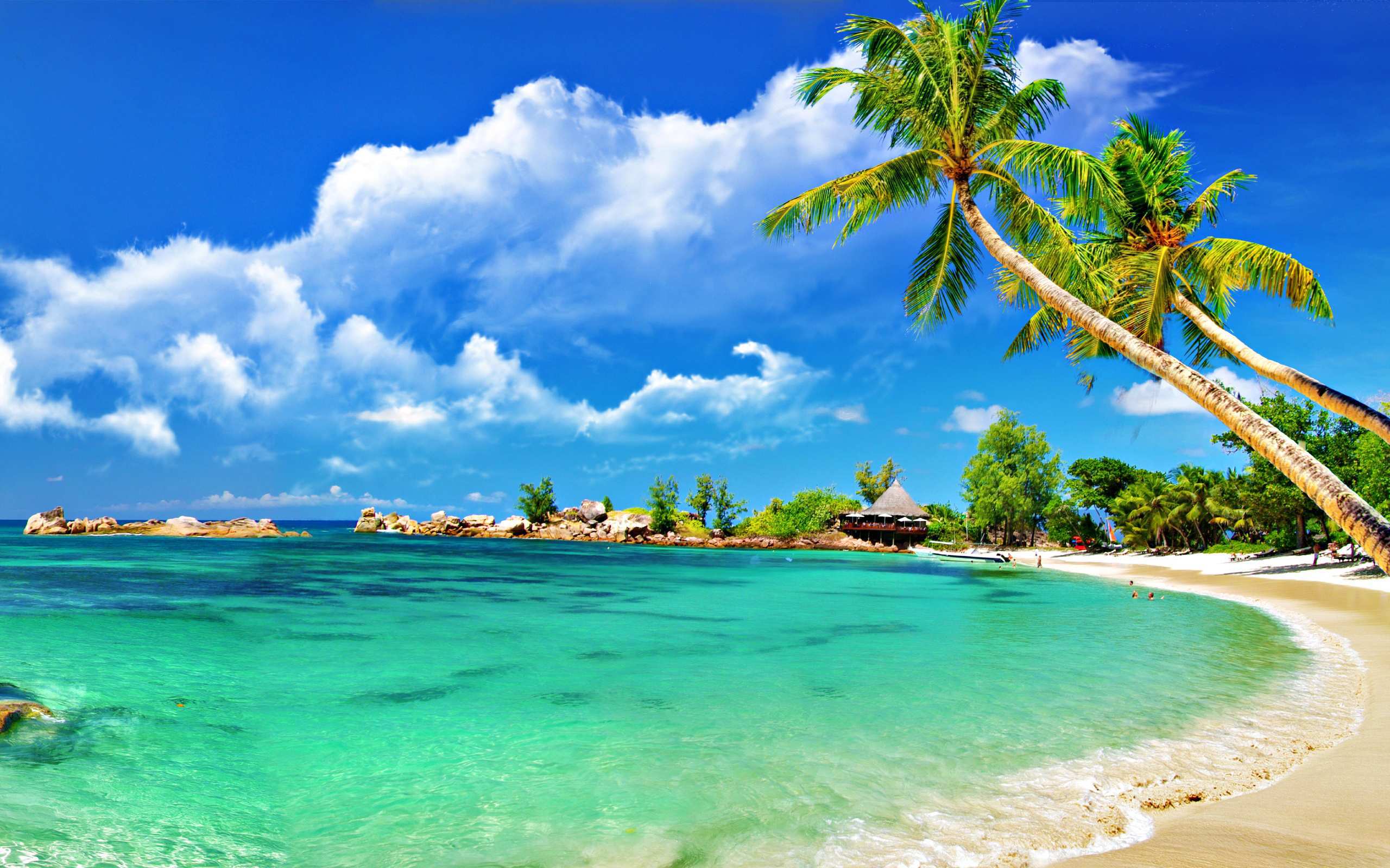 Spiaggia tropicale con palme, 2560x1600 2K+, MacBook Pro