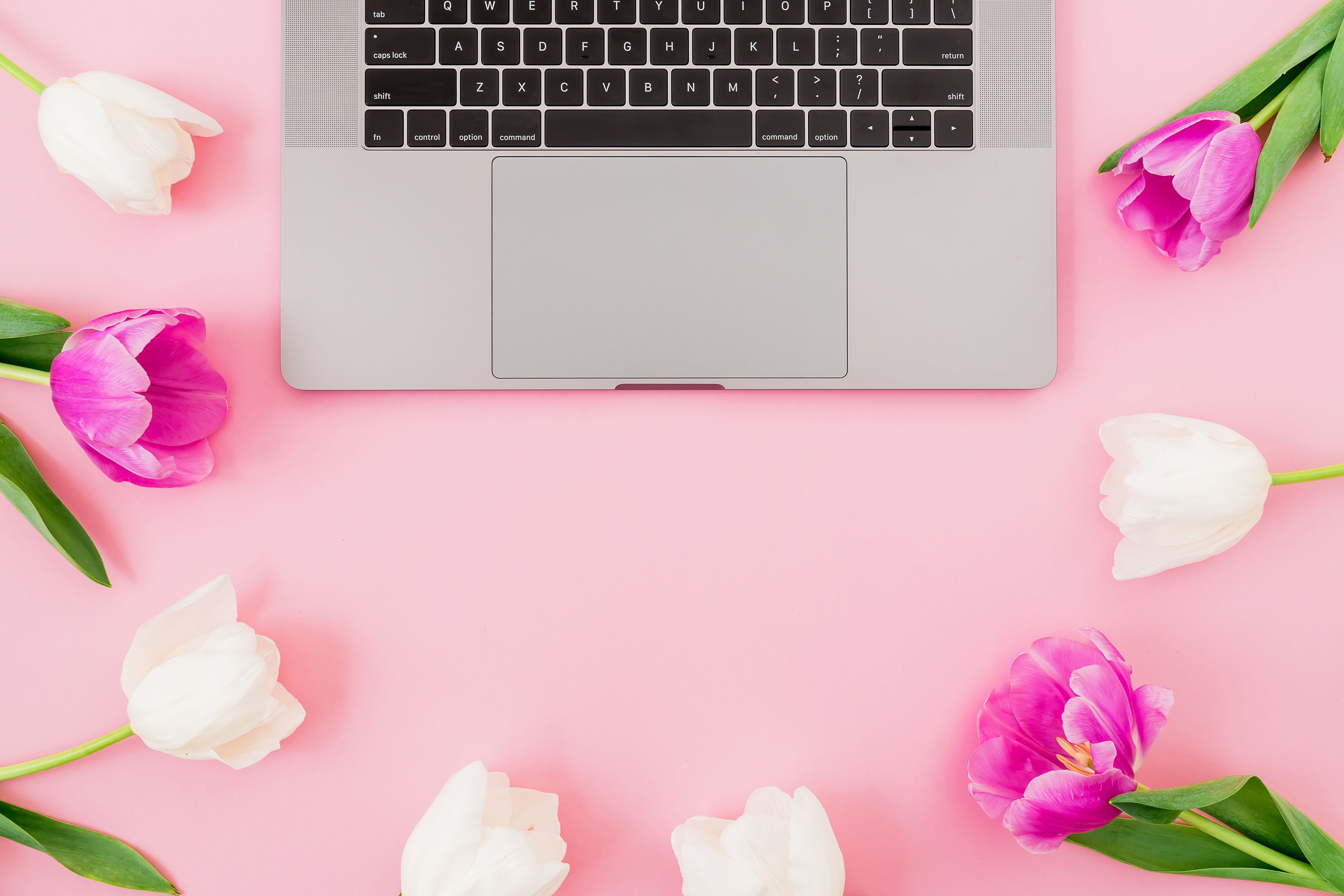 Laptop con tulipani rosa, 5656x3771 Ultra HD, ROG Asus Laptop