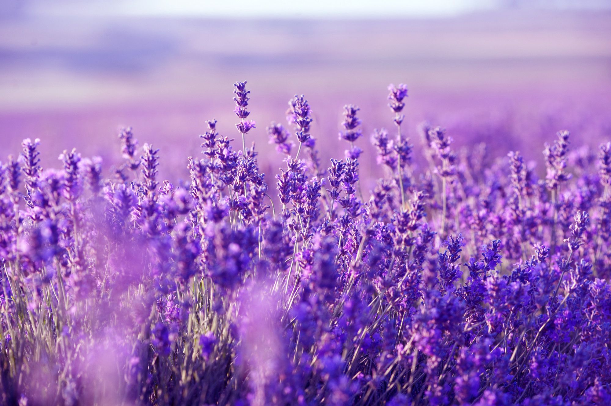 Campo di lavanda viola, 2000x1330 2K, Desktop