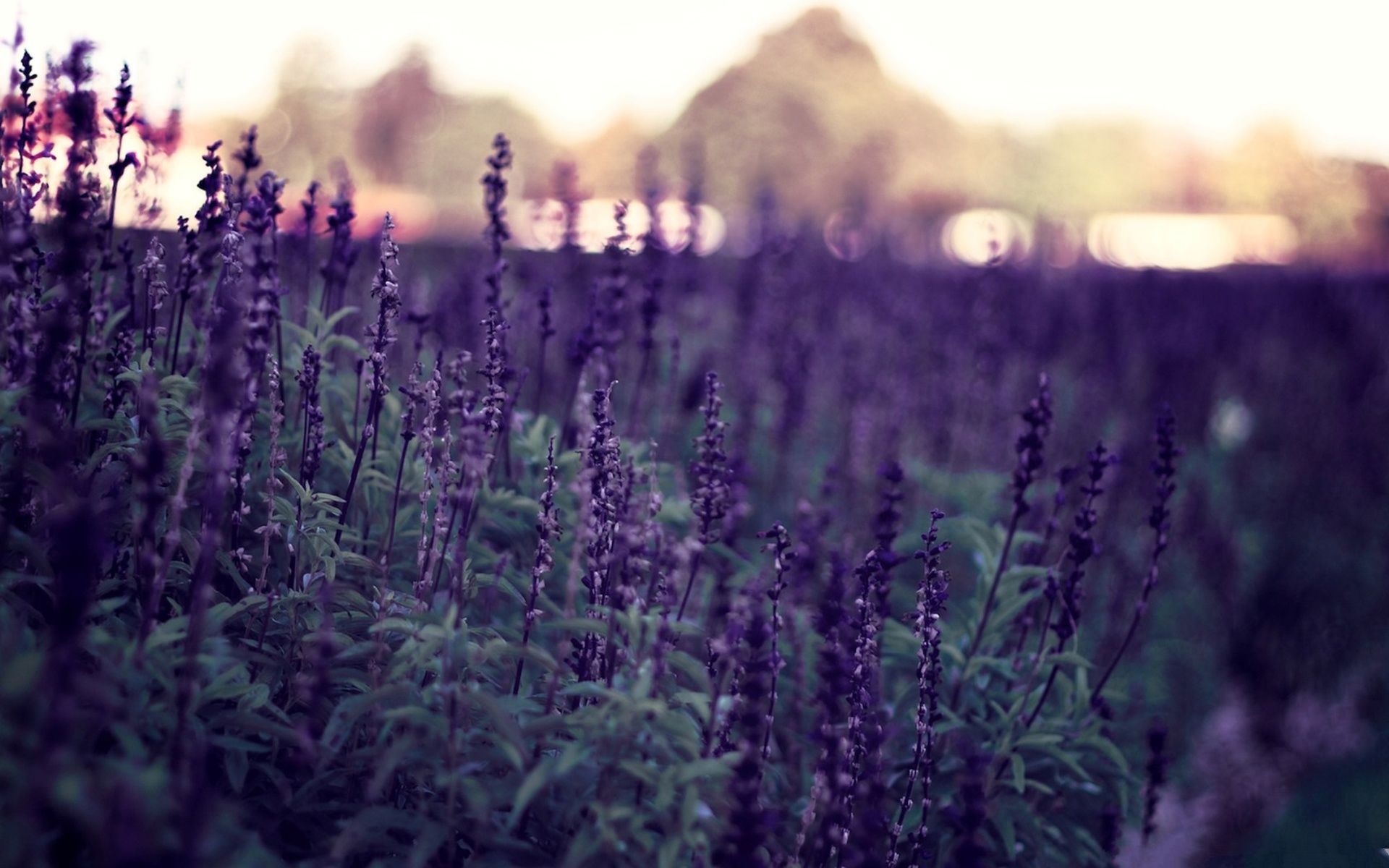 Campo di lavanda al tramonto, 1920x1200 Full HD+, PC Desktop