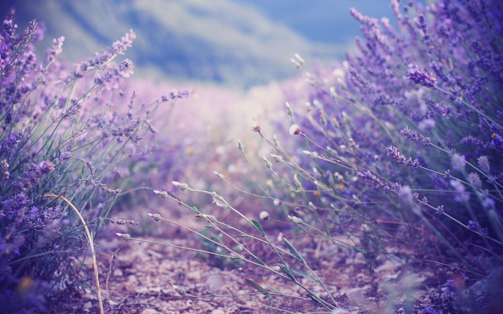 Campo di lavanda viola, 1920x1200 Full HD+, Laptop