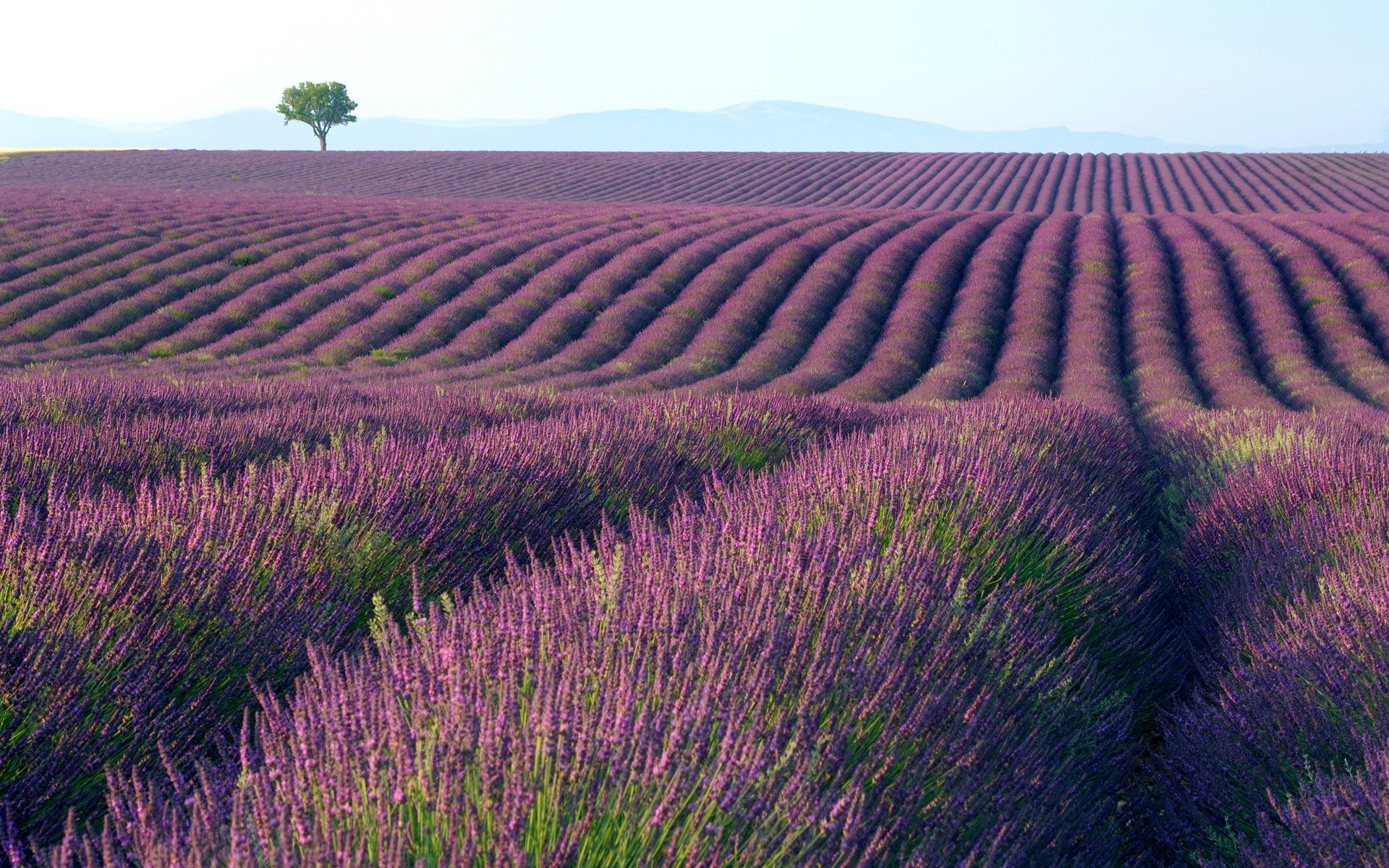 Campo di lavanda in fiore, 1920x1200 WUXGA, Laptop
