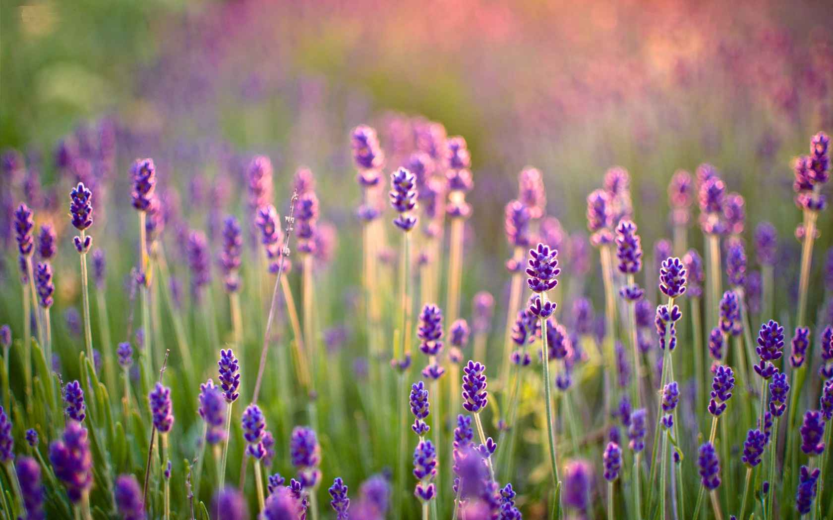 Campo di lavanda in fiore, 1680x1050 900p, Desktop