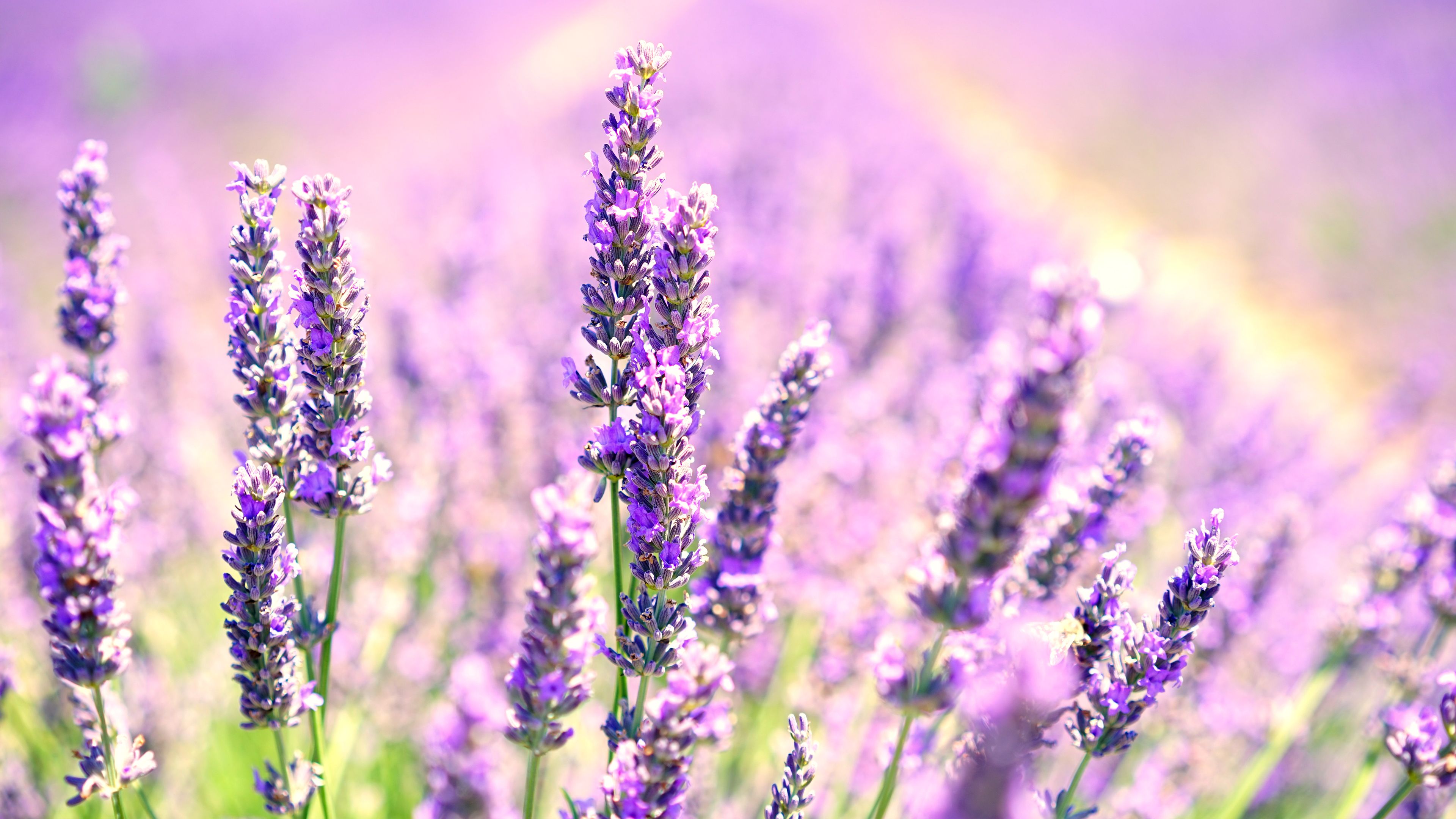 Campo di lavanda in fiore, 3840x2160 UHD, PC 4K