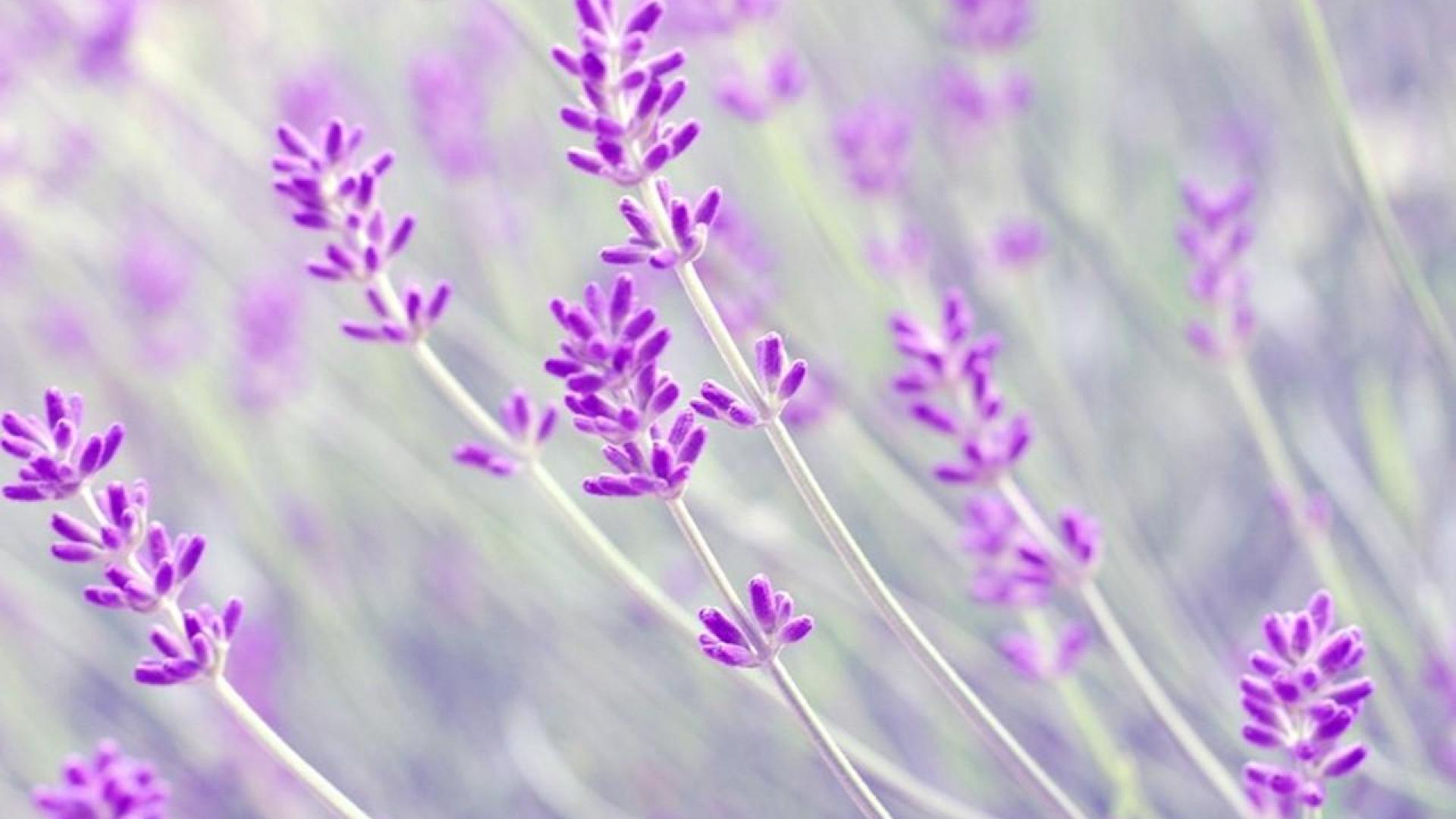Fiori di lavanda viola, 1920x1080 Full HD, Desktop