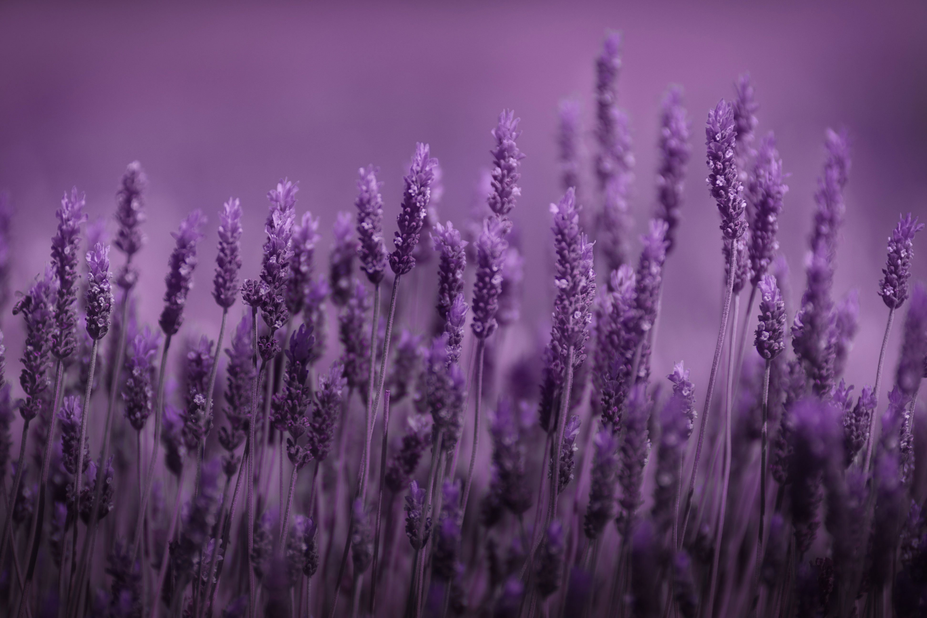 Fiori di lavanda viola, 3888x2592 Ultra HD, Monitor 4K