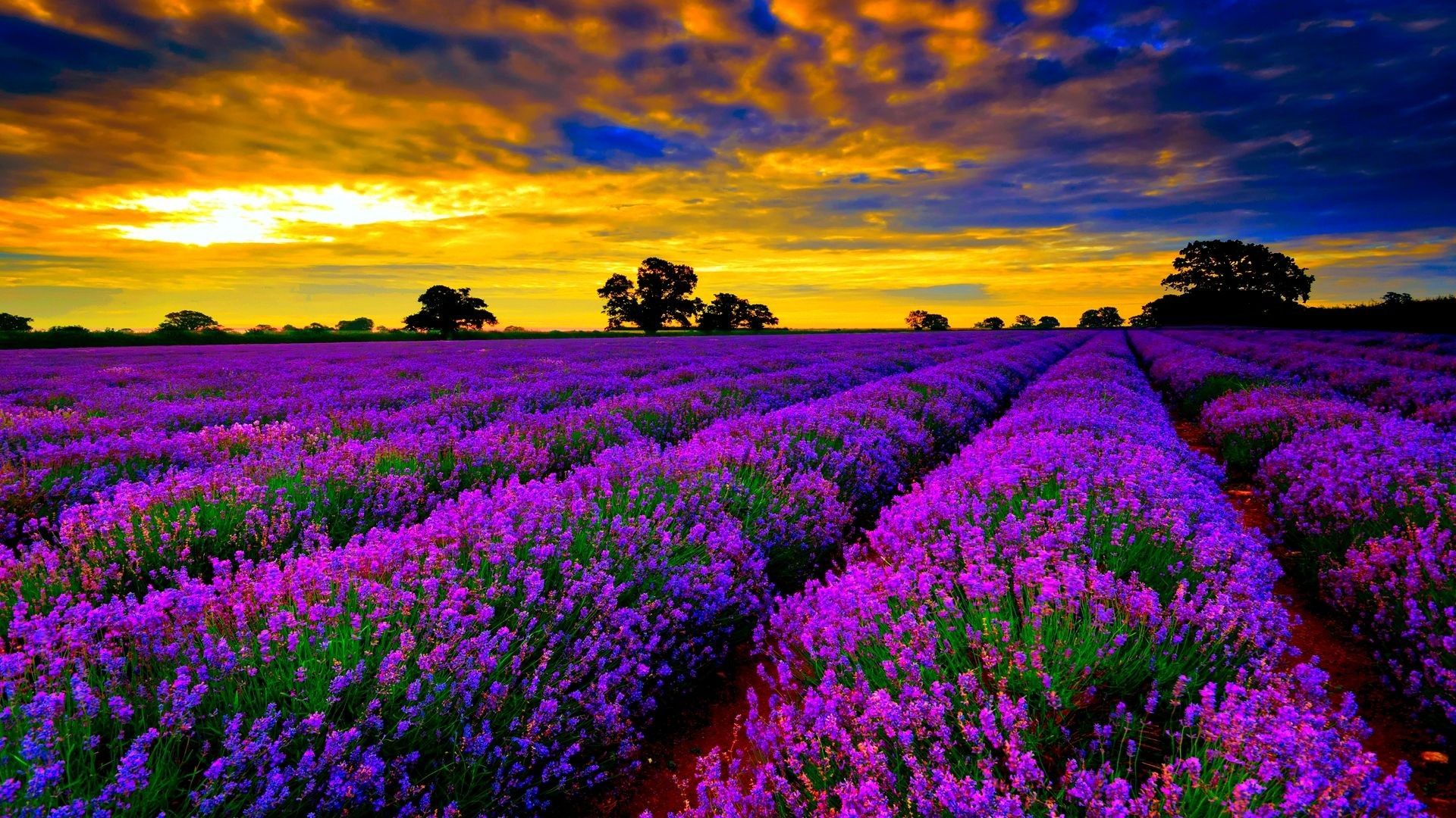 Campo di lavanda al tramonto, 1920x1080 Full HD 1080p, Desktop