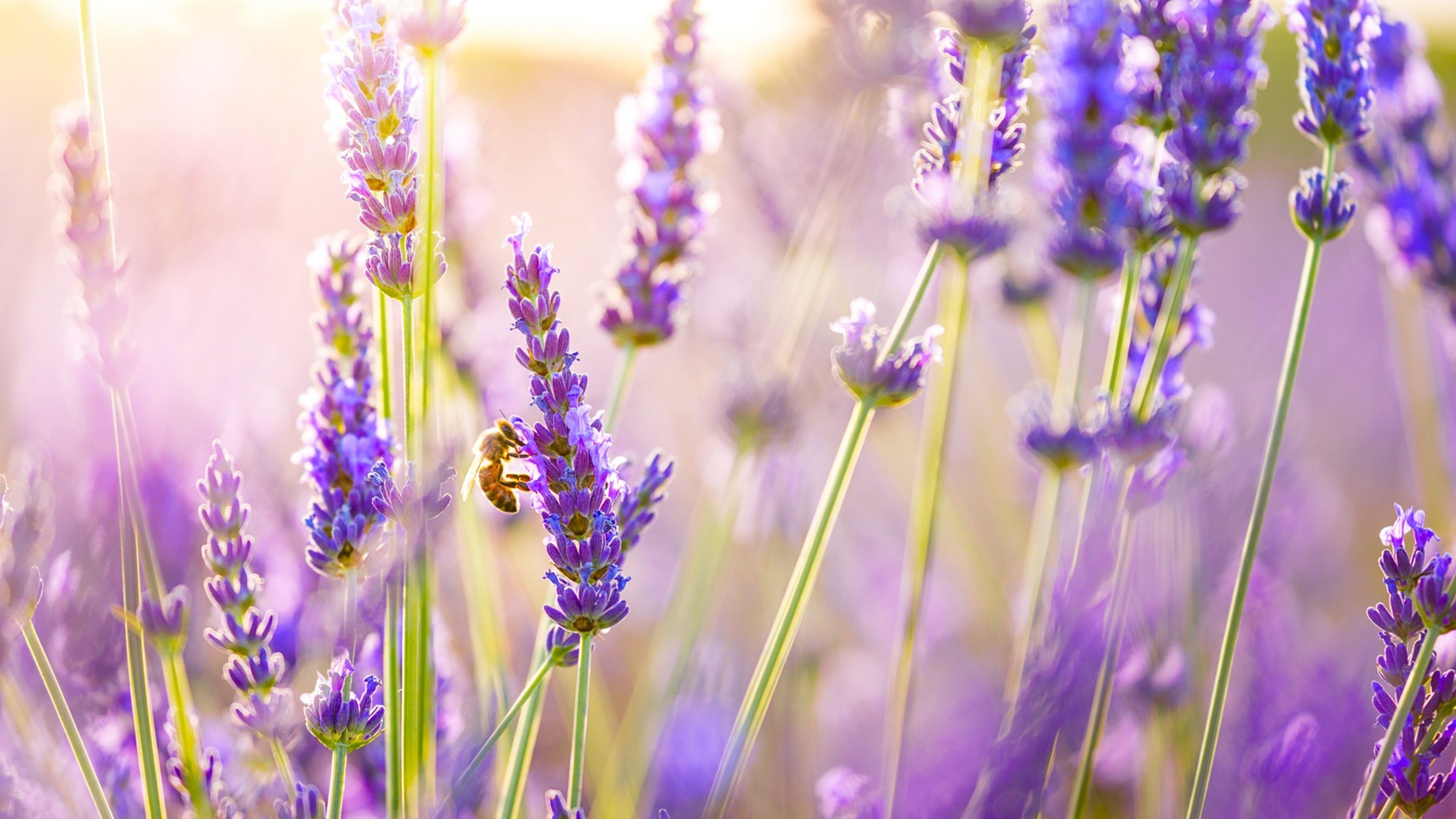 Campo di lavanda con ape, 3840x2160 4K Ultra HD, Monitor 4K