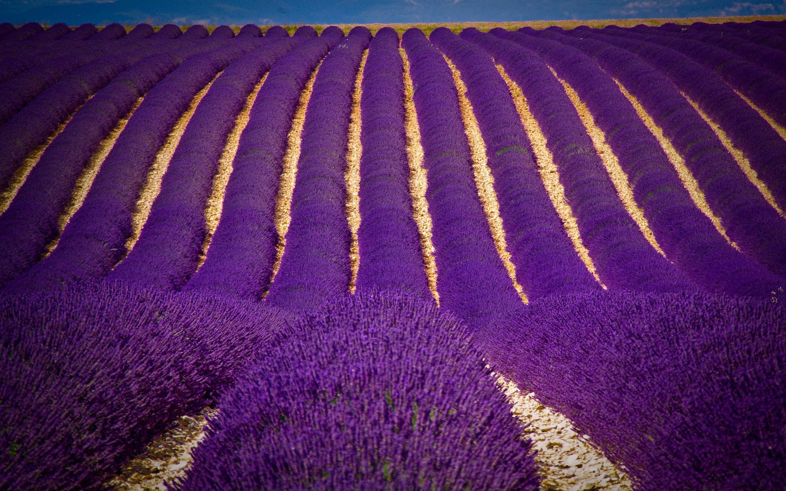 Campo di lavanda in filari, 2560x1600 WQXGA, PC
