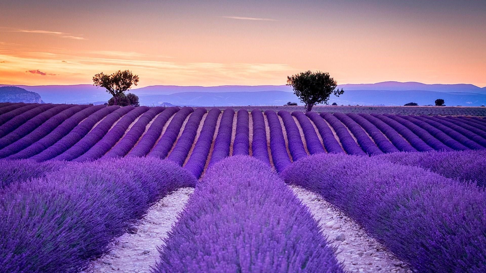 Sfondi Lavanda