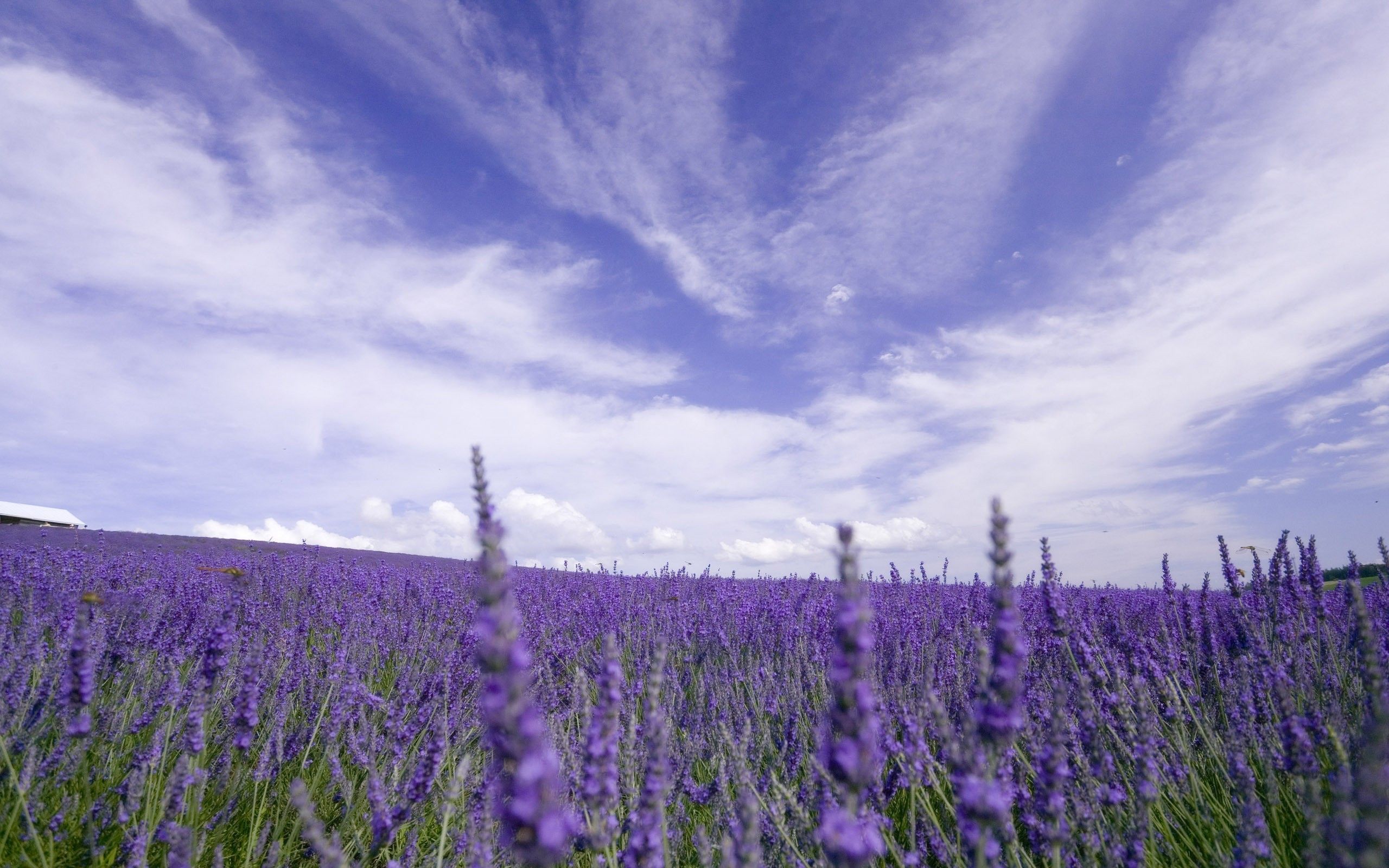 Campo di lavanda viola, 2560x1600 WQXGA, PC