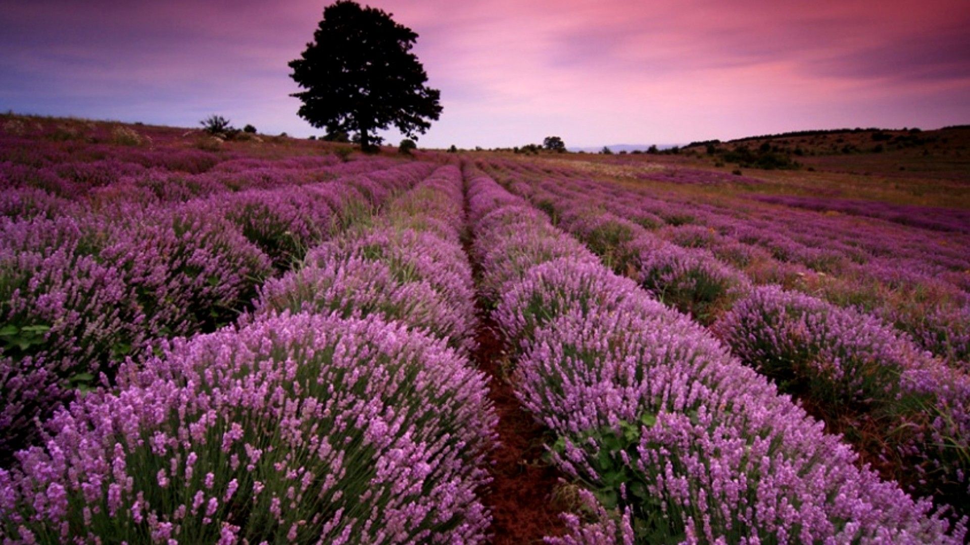 Campo di lavanda al tramonto, 1920x1080 1080p, Desktop
