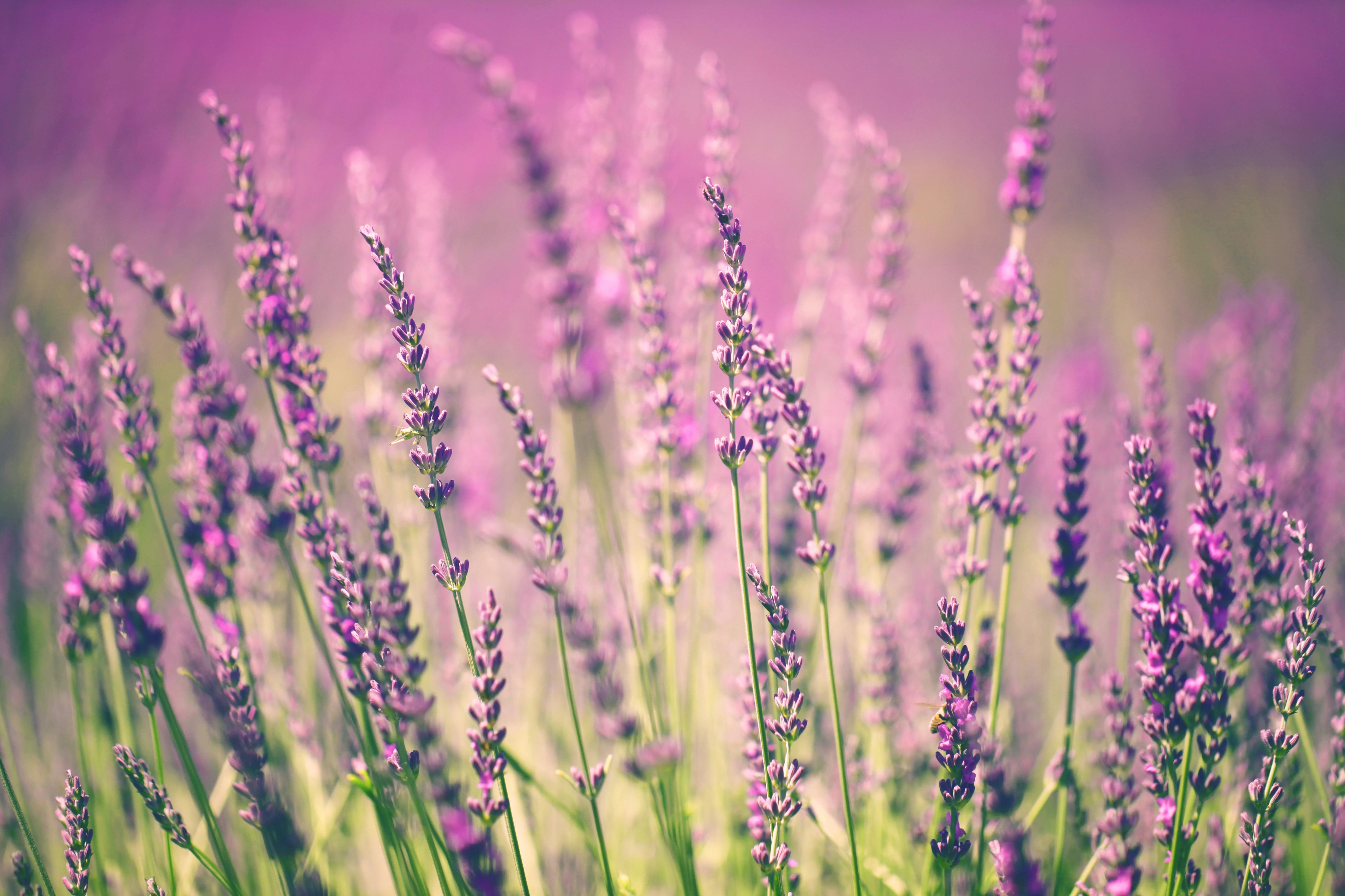 Campo di fiori di lavanda, 6496x4330 4K Ultra HD, Smart TV 4K
