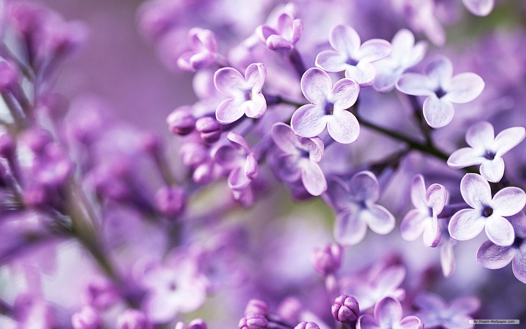 Fiori di lillà viola, 1680x1050 900p, PC
