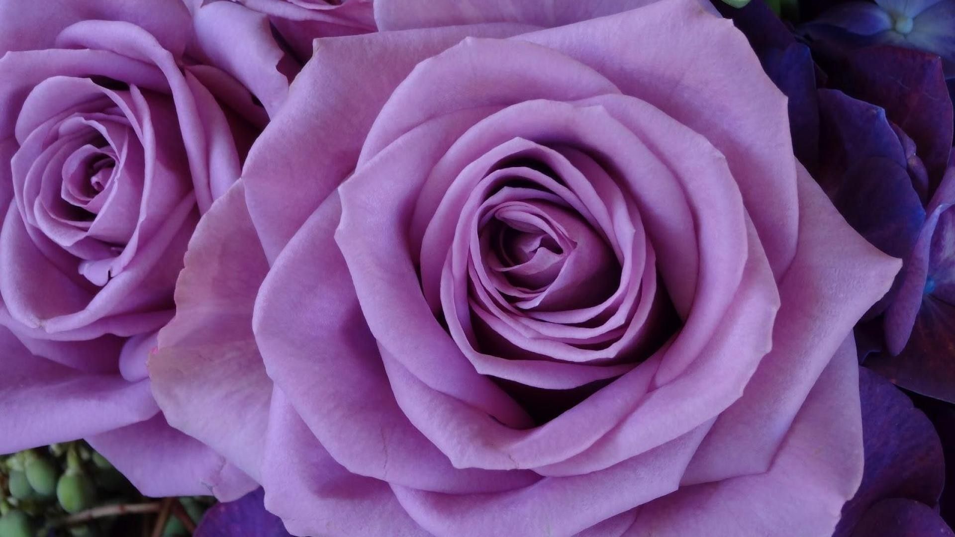Rose lavanda viola, 1920x1080 1080p, Desktop