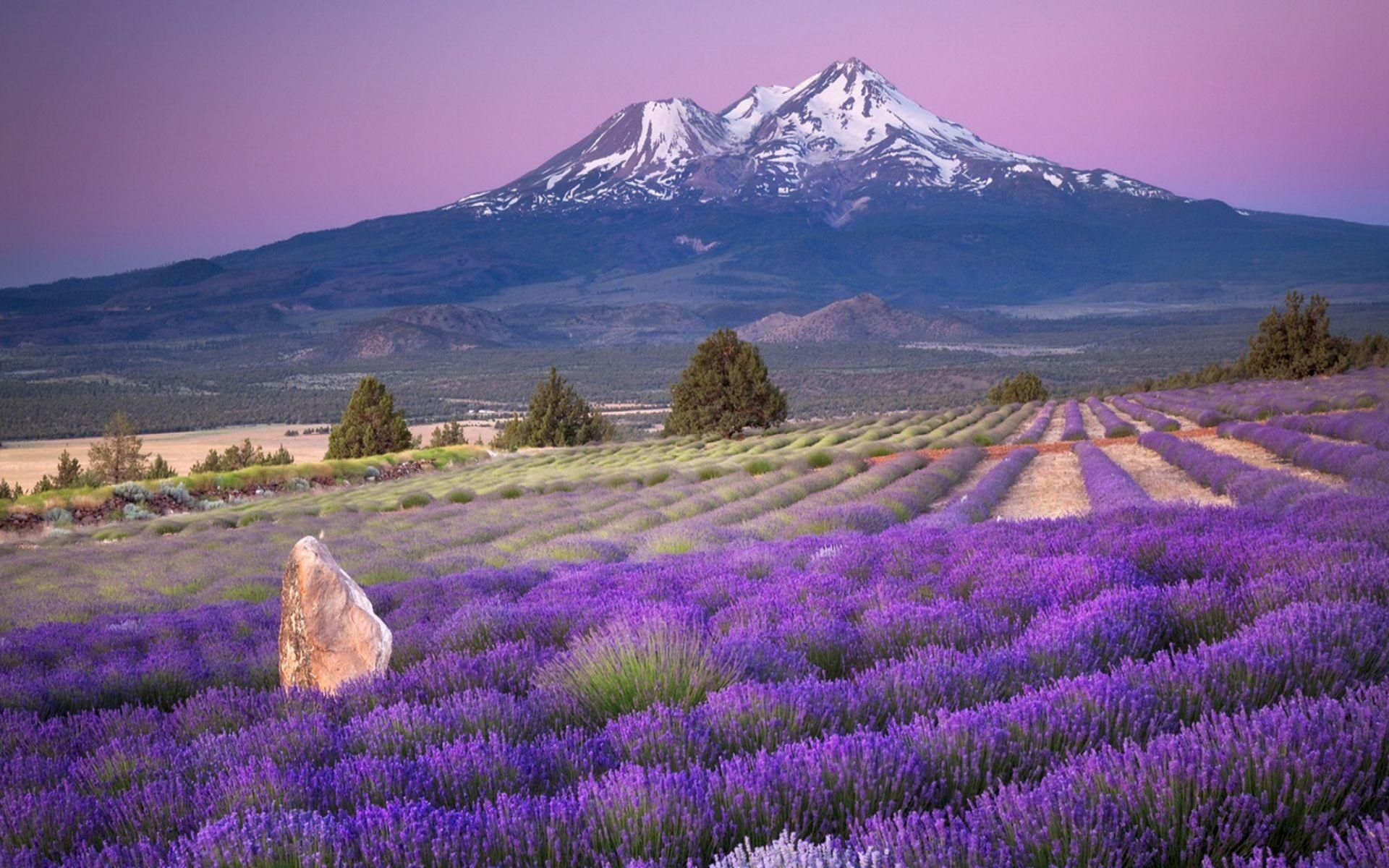 Campo di lavanda con montagna, 1920x1200 Full HD+ WUXGA, Desktop