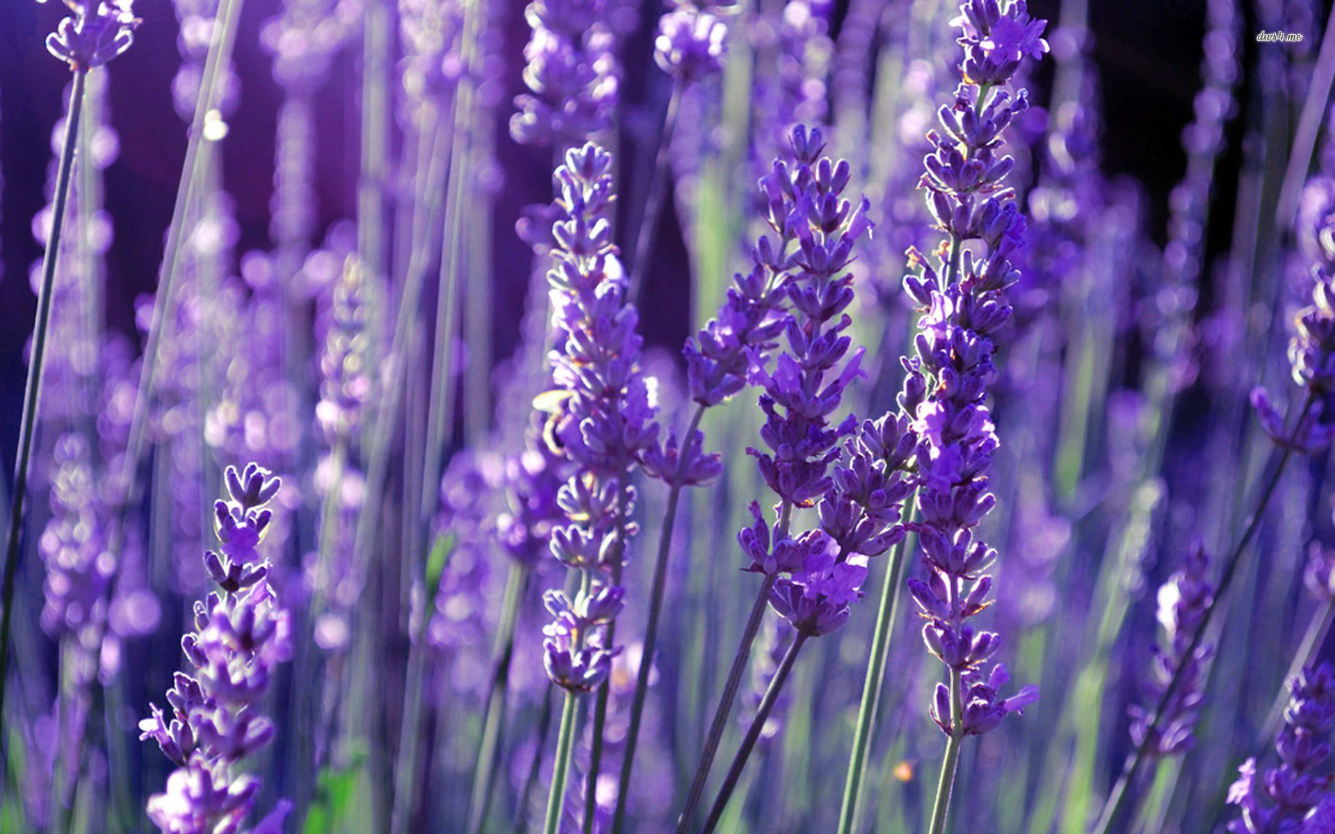 Fiori di lavanda viola, 1920x1200 Full HD+, Laptop