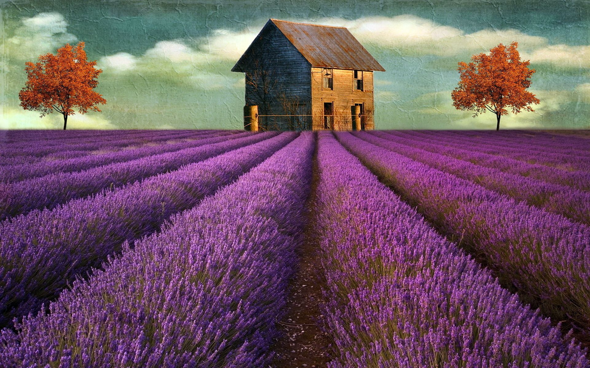 Campo di lavanda con casolare, 1920x1200 Full HD+ WUXGA, iMac