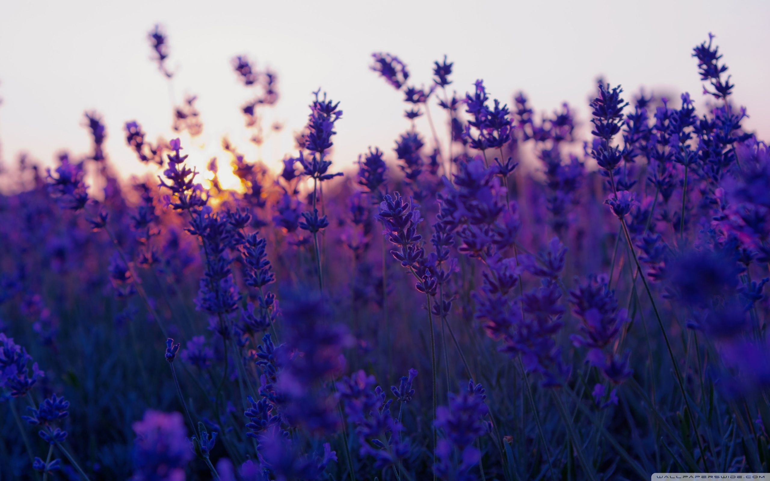 Campo di lavanda al tramonto, 2560x1600 2K, Desktop