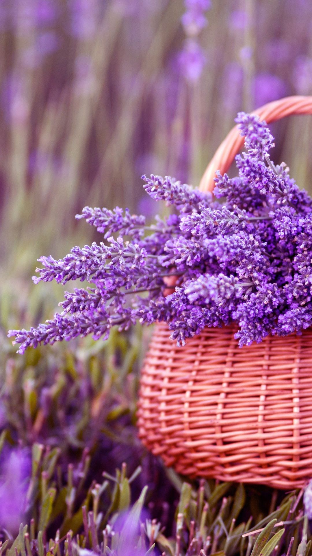 Cesto di lavanda nel campo, 1080x1920 Verticale, Telefono
