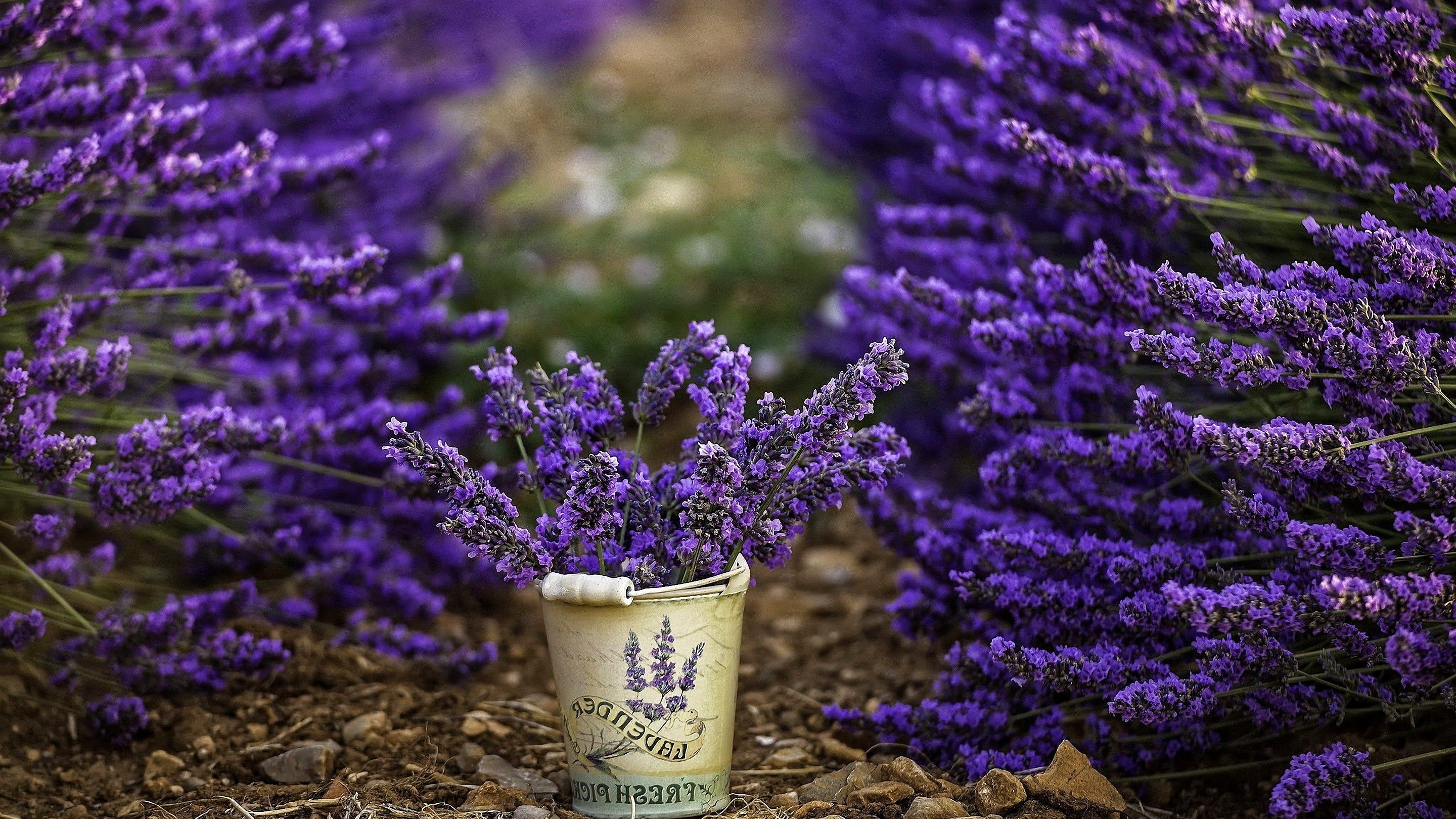 secchio lavanda viola campo, 2880x1620 WQXGA, Desktop