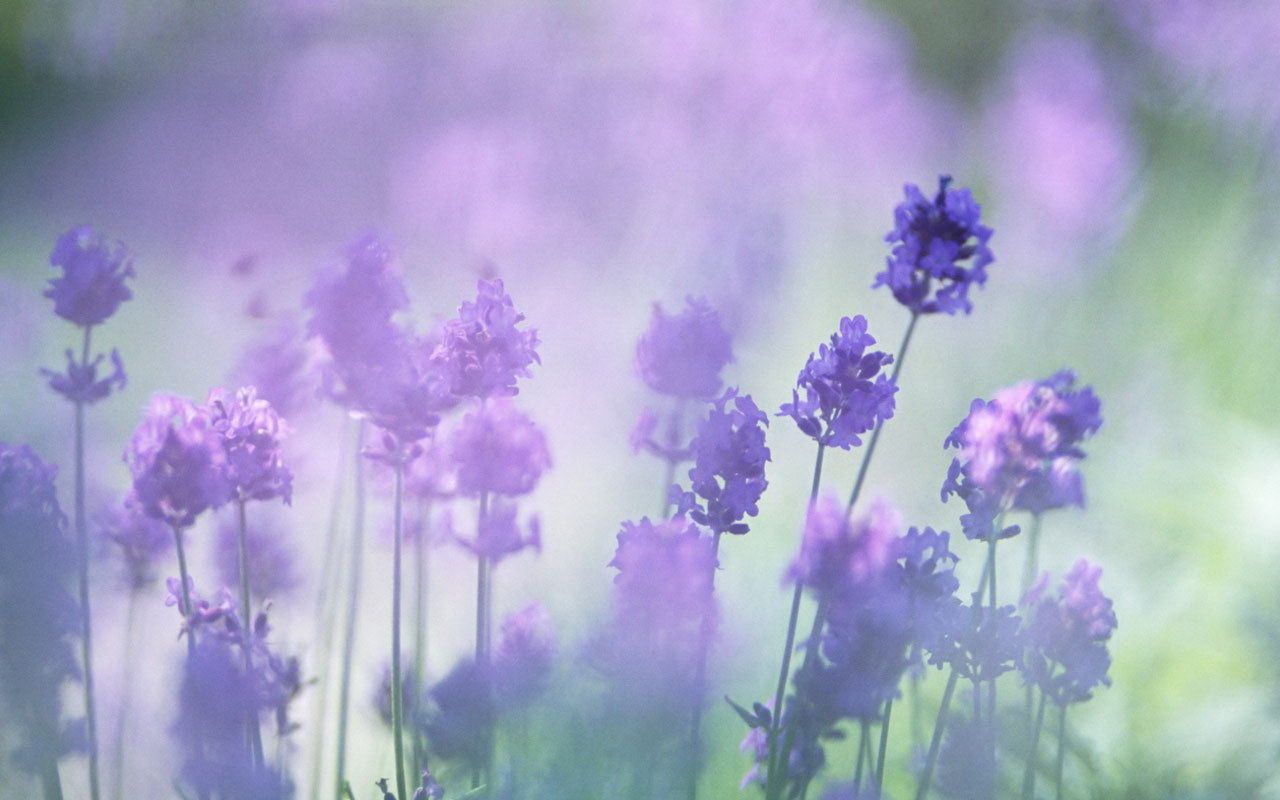 Fiori di lavanda sfocati, 1280x800 720p, Laptop