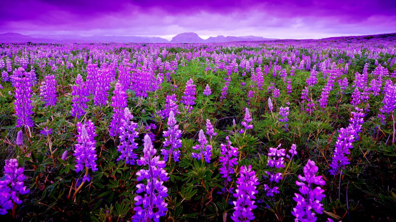 Campo di lupini viola, 1366x768 HD, Desktop