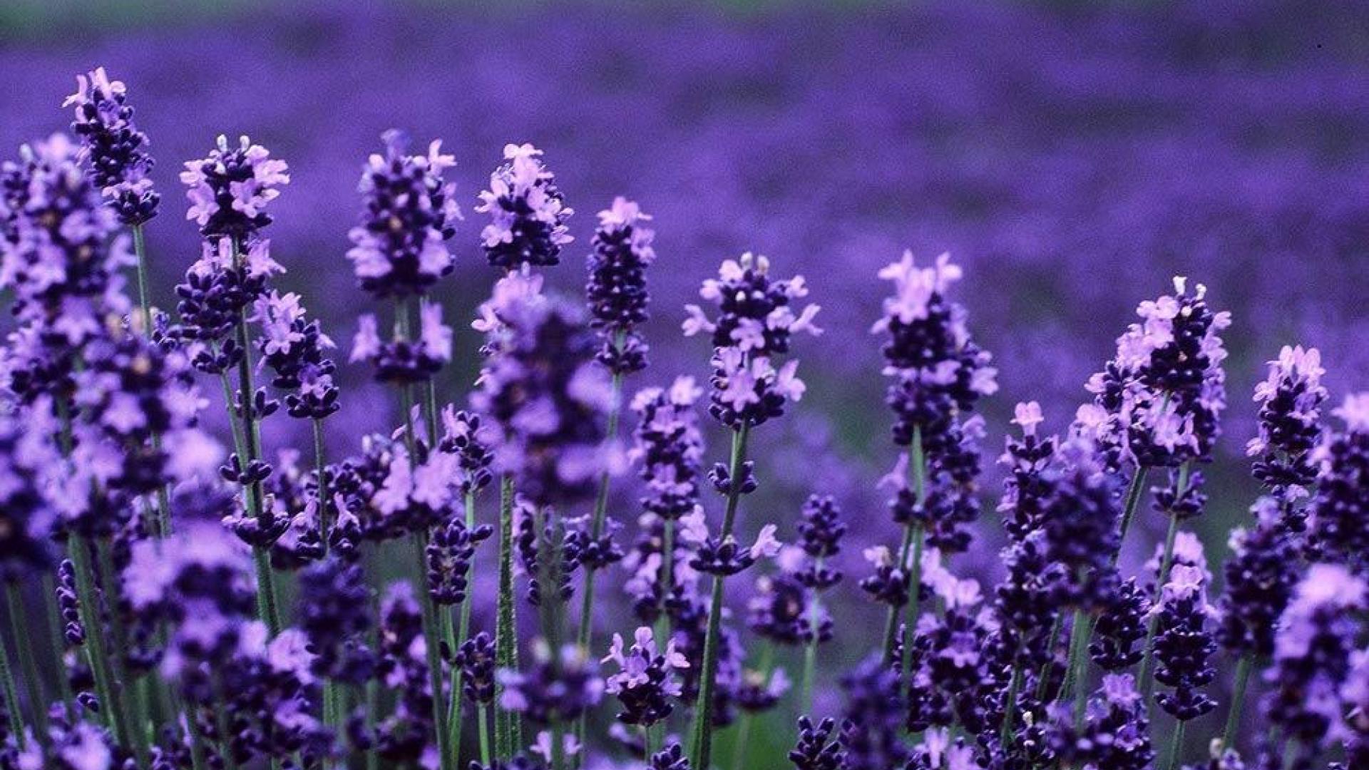 Campo di lavanda viola, 1920x1080 Full HD, PC
