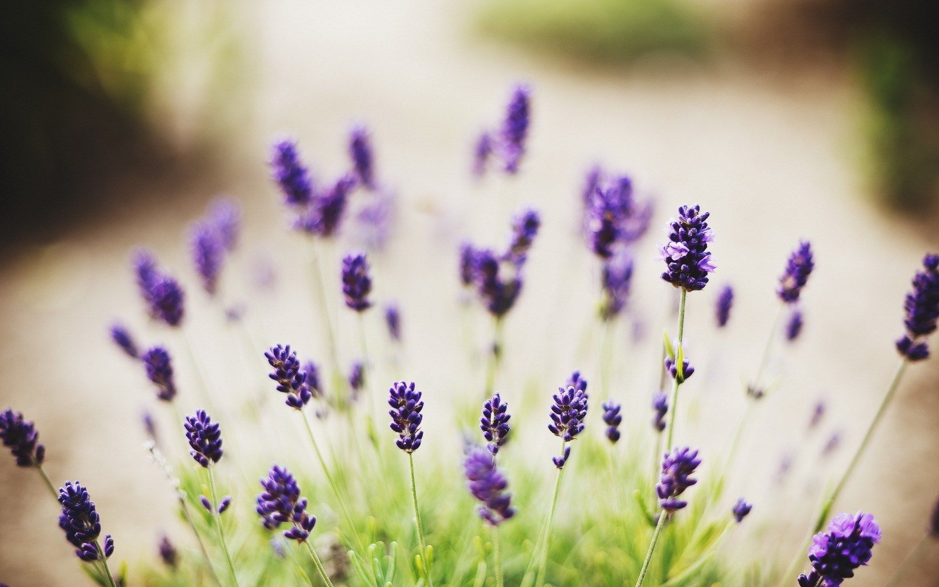 Fiori di lavanda viola, 1920x1200 Full HD+, Desktop