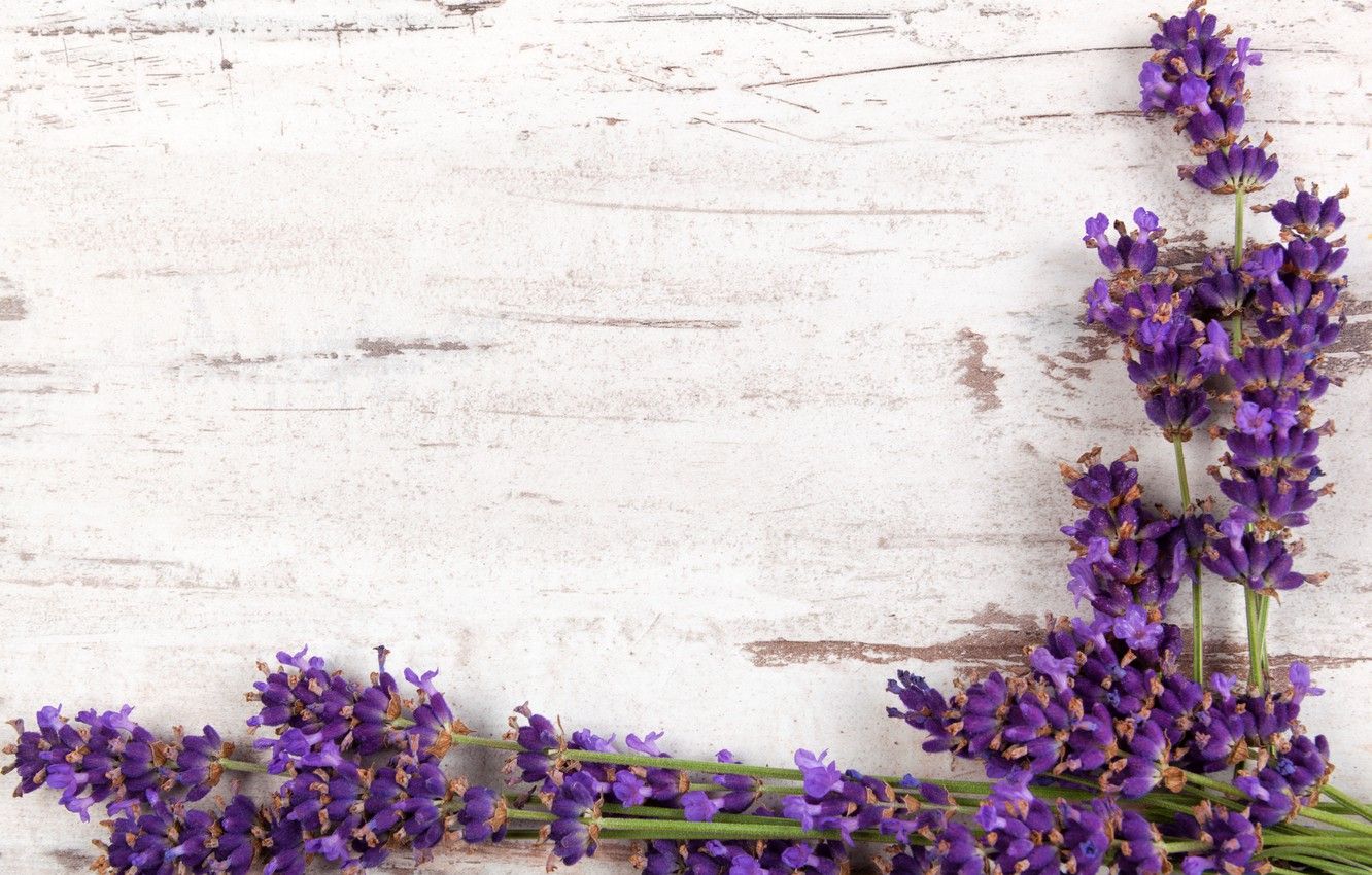 Fiori di lavanda su legno, 1332x850 720p, PC