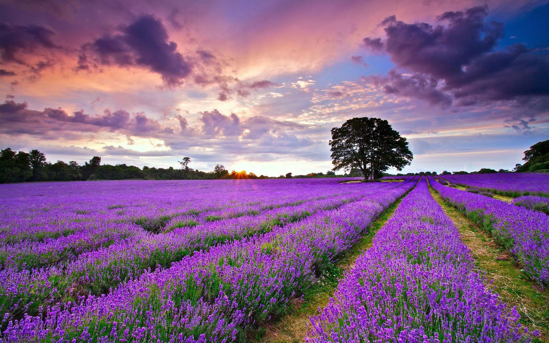 Campo di lavanda al tramonto, 1920x1200 WUXGA, PC Desktop