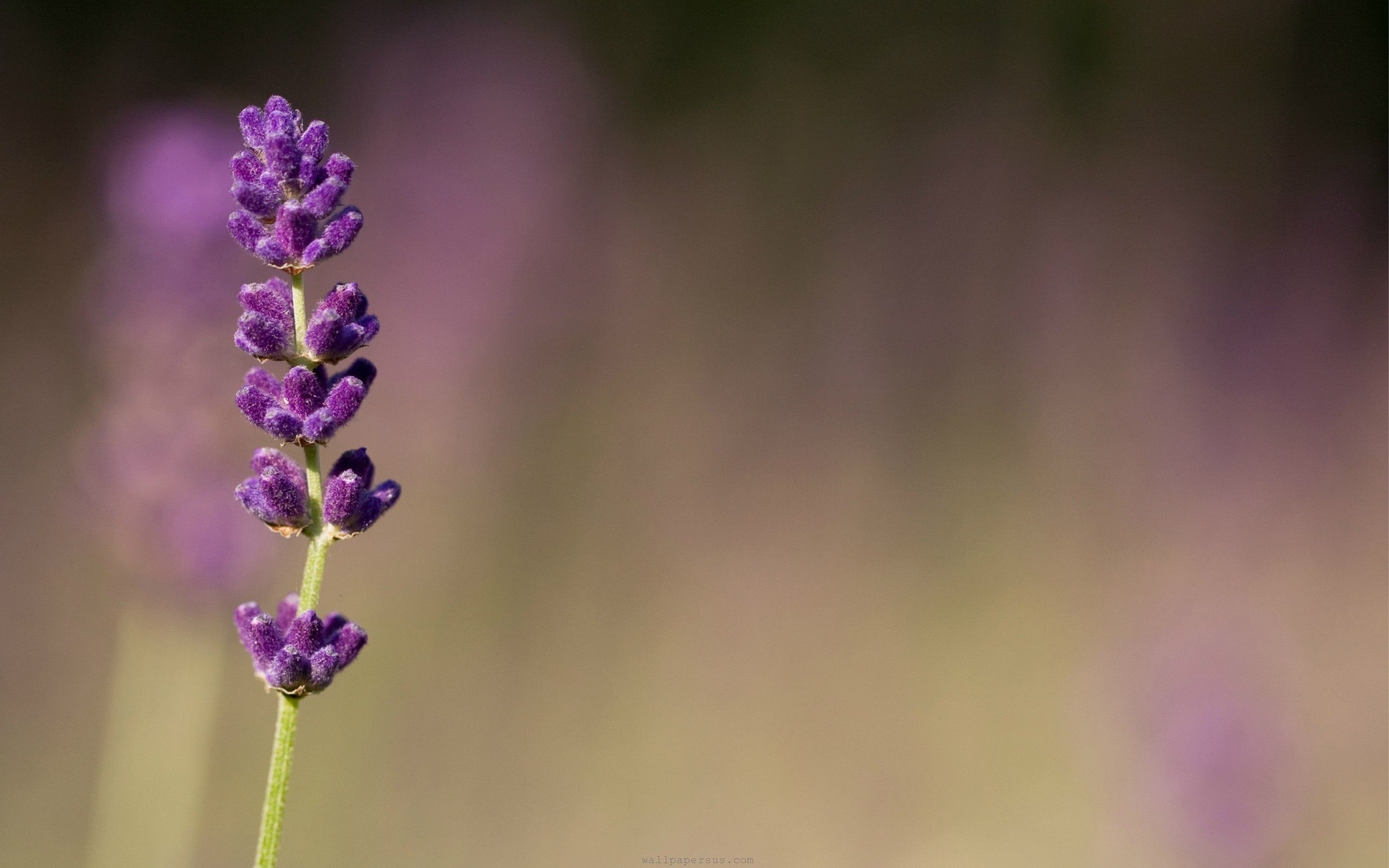 Fiore di lavanda viola, 2560x1600 2K, Laptop