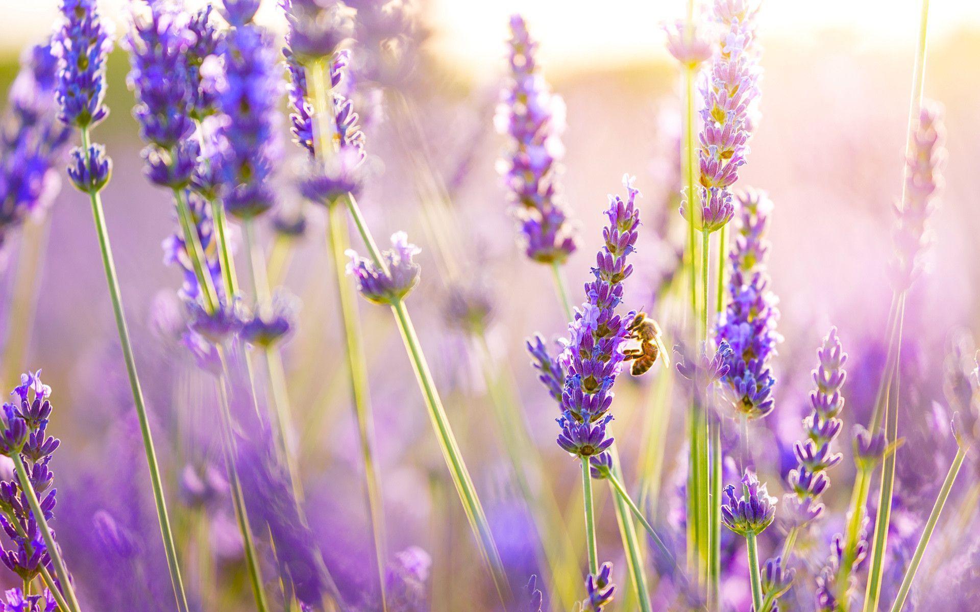 Campo di lavanda al tramonto, 1920x1200 Full HD+, iMac