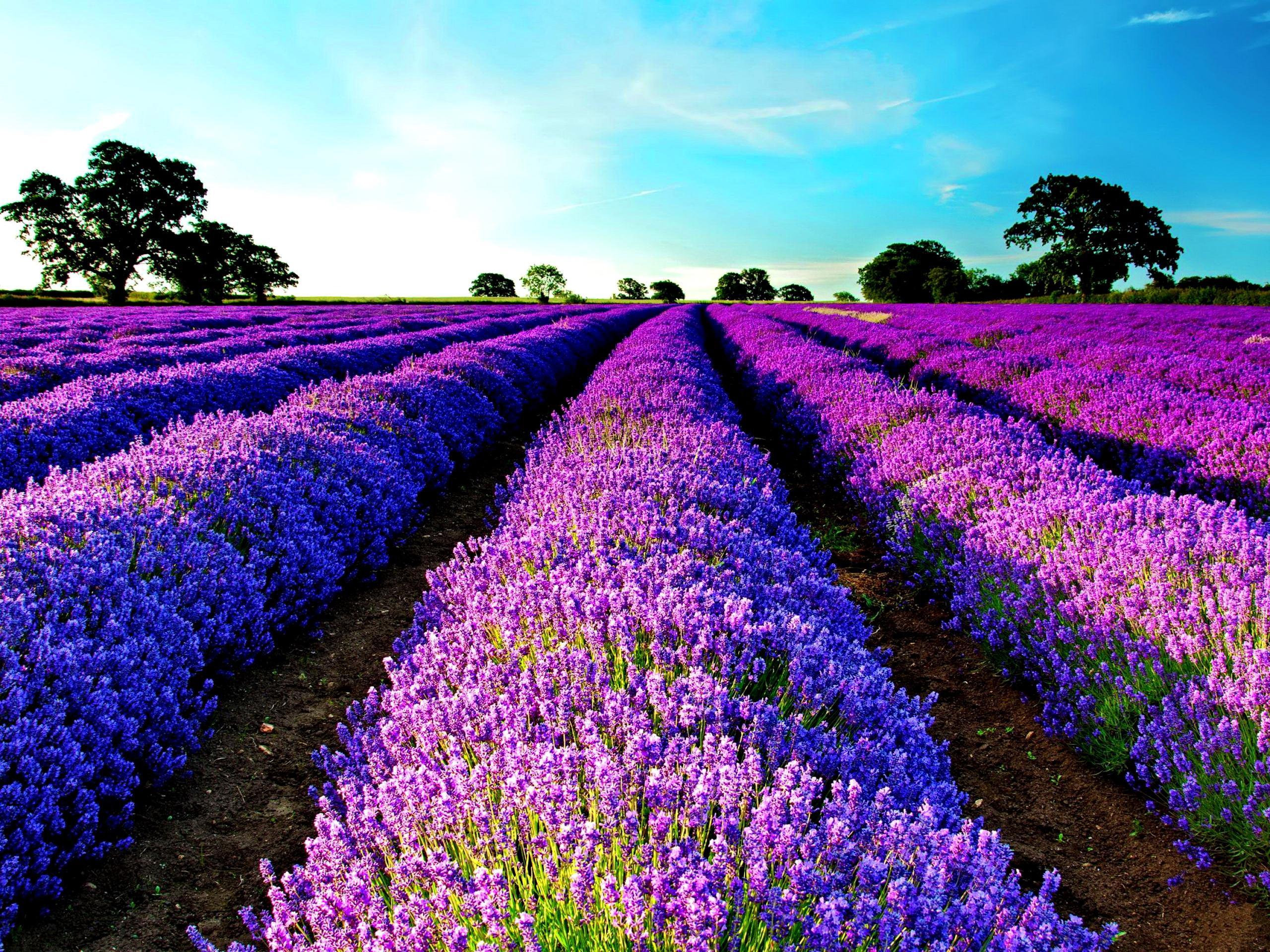 Campo di lavanda viola, 2560x1920 WQXGA, Desktop