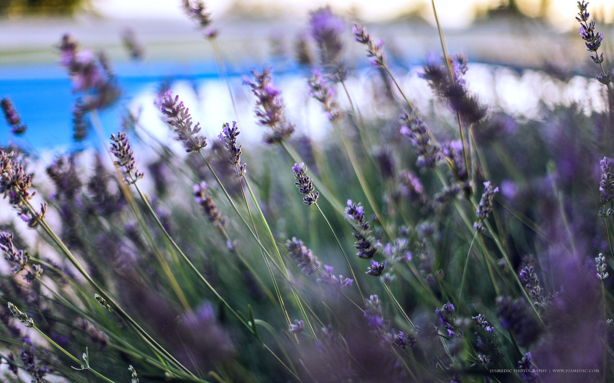 Fiori di lavanda in campo, 2000x1250 alta risoluzione, Desktop